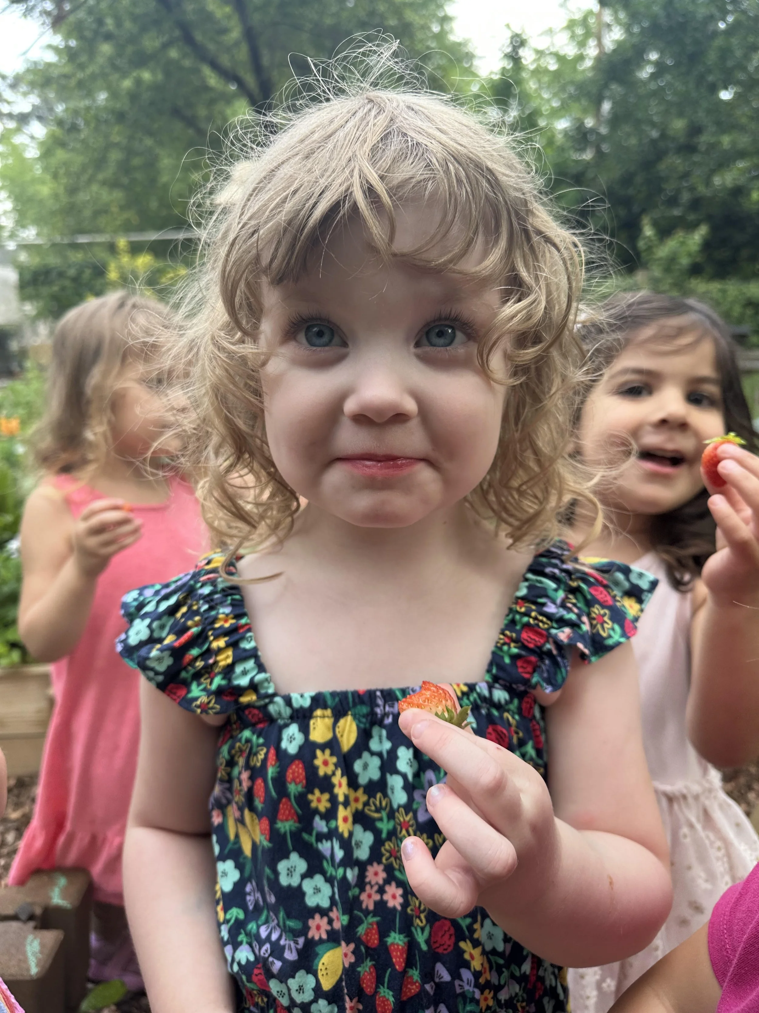 Close-up of a young girl with curly blonde hair and blue eyes, holding a strawberry. In the background, two other girls are visible, one in a pink shirt and the other in a light pink dress, both holding strawberries, outdoors with green trees.