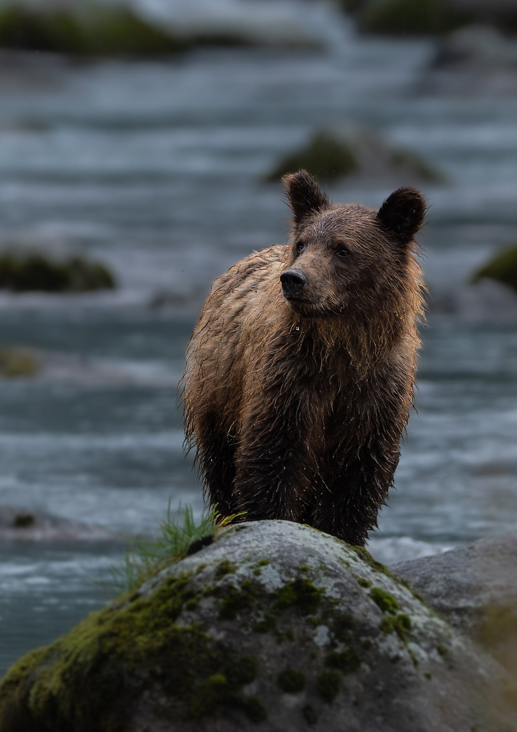 Cub on rock-1.jpg