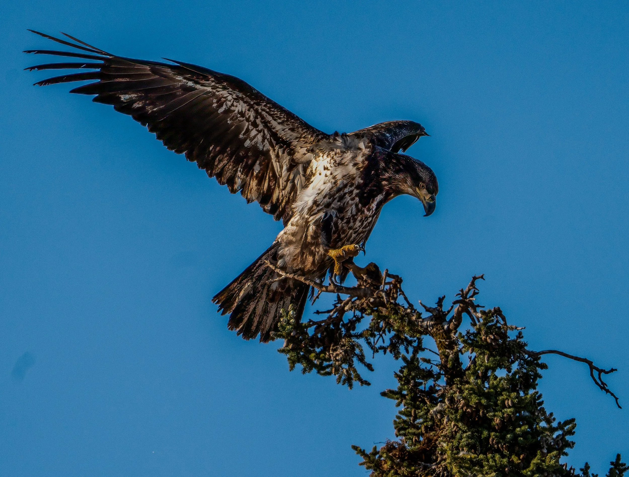 Golden Eagle wings-1.JPG