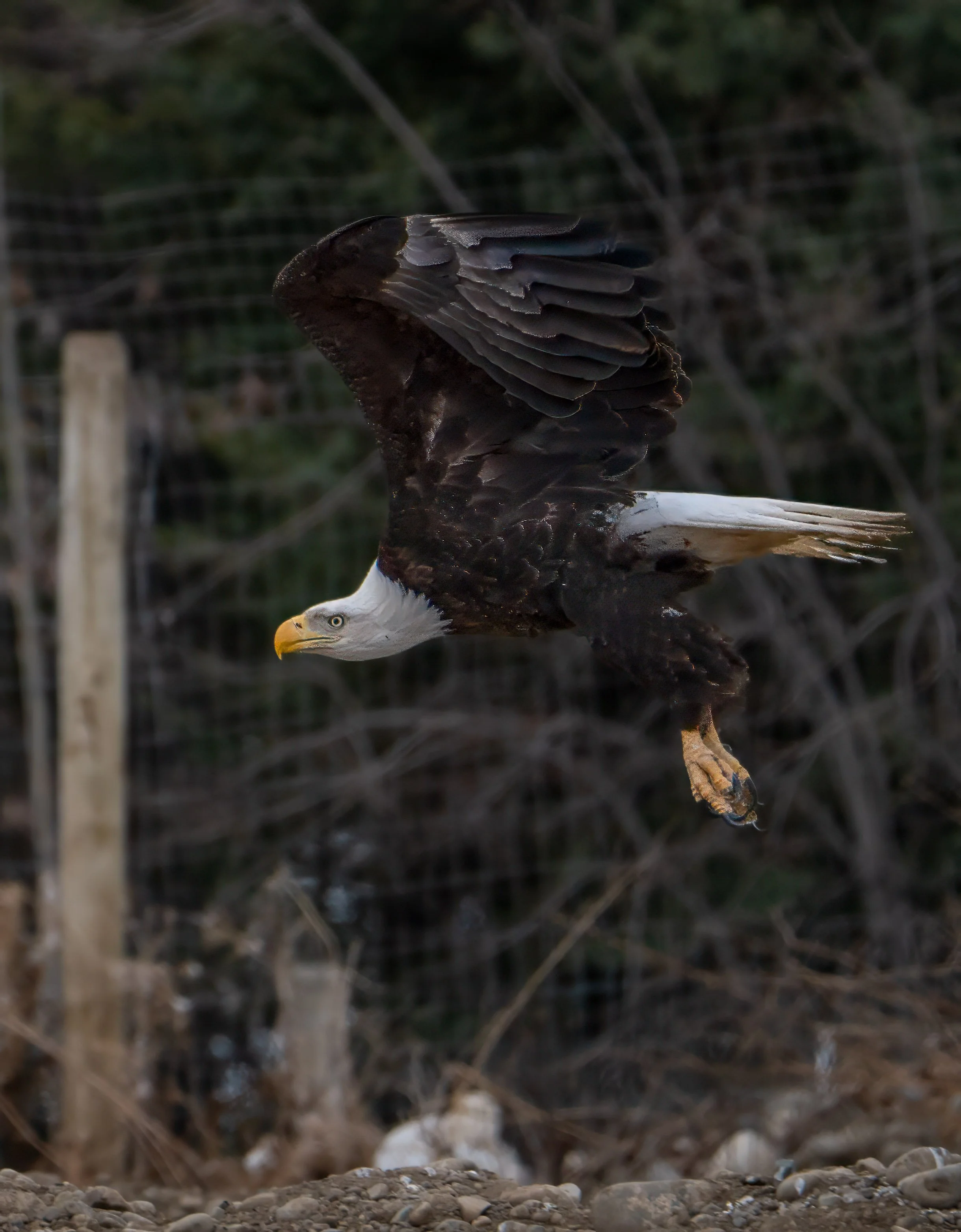 Eagle flying-2.jpg