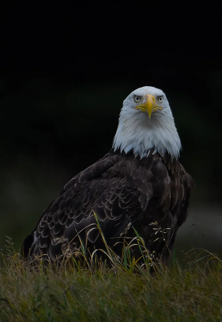 Eagle looking at me-1.jpg