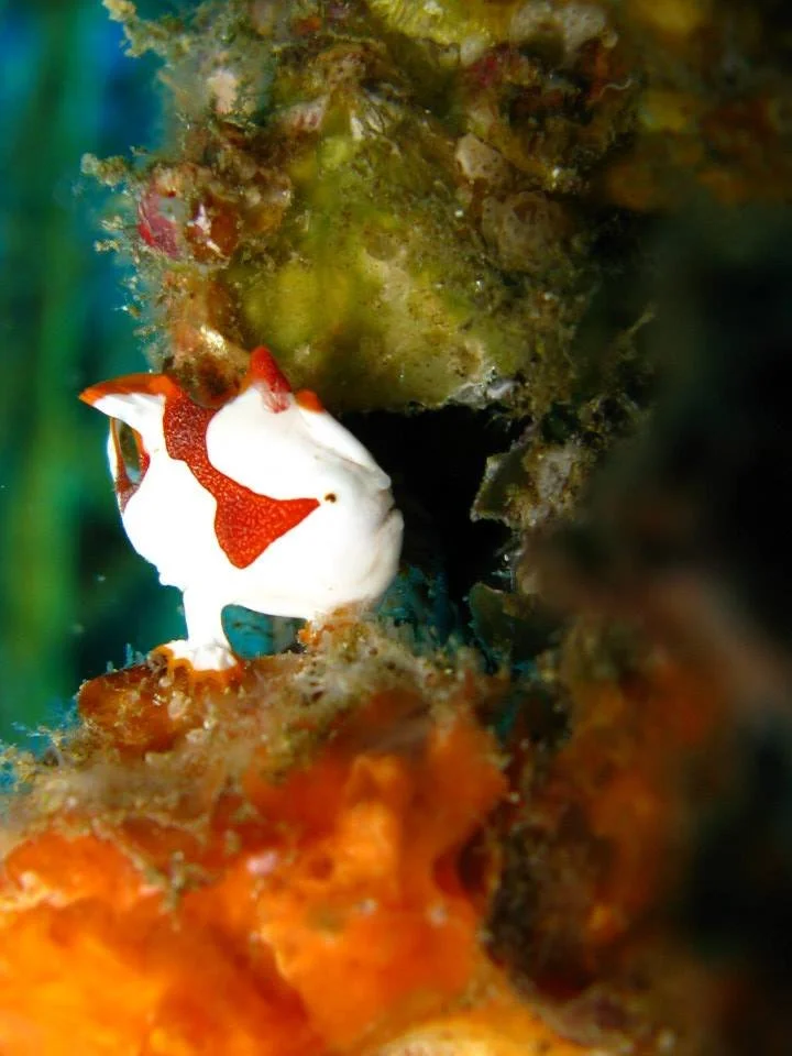 Frogfish 2.jpg