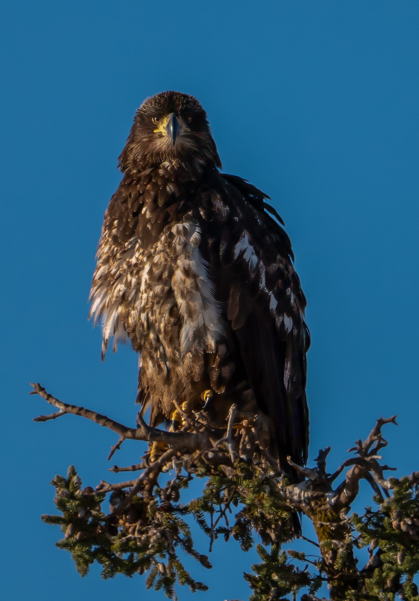 Golden Eagle 1-1.jpg