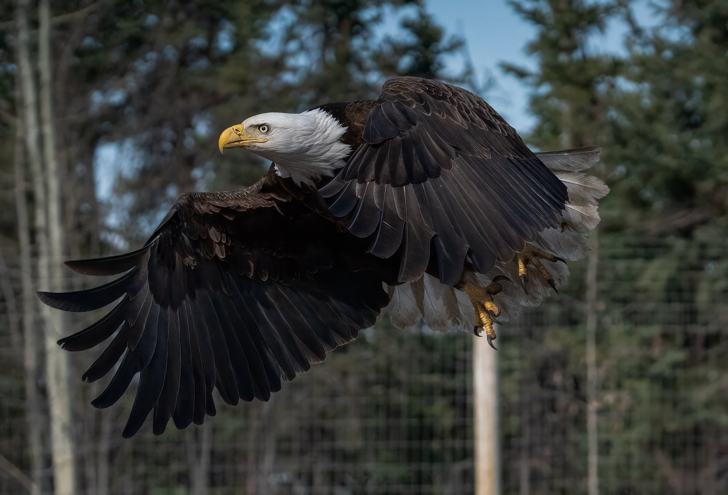 Eagle takeoff-1.JPG