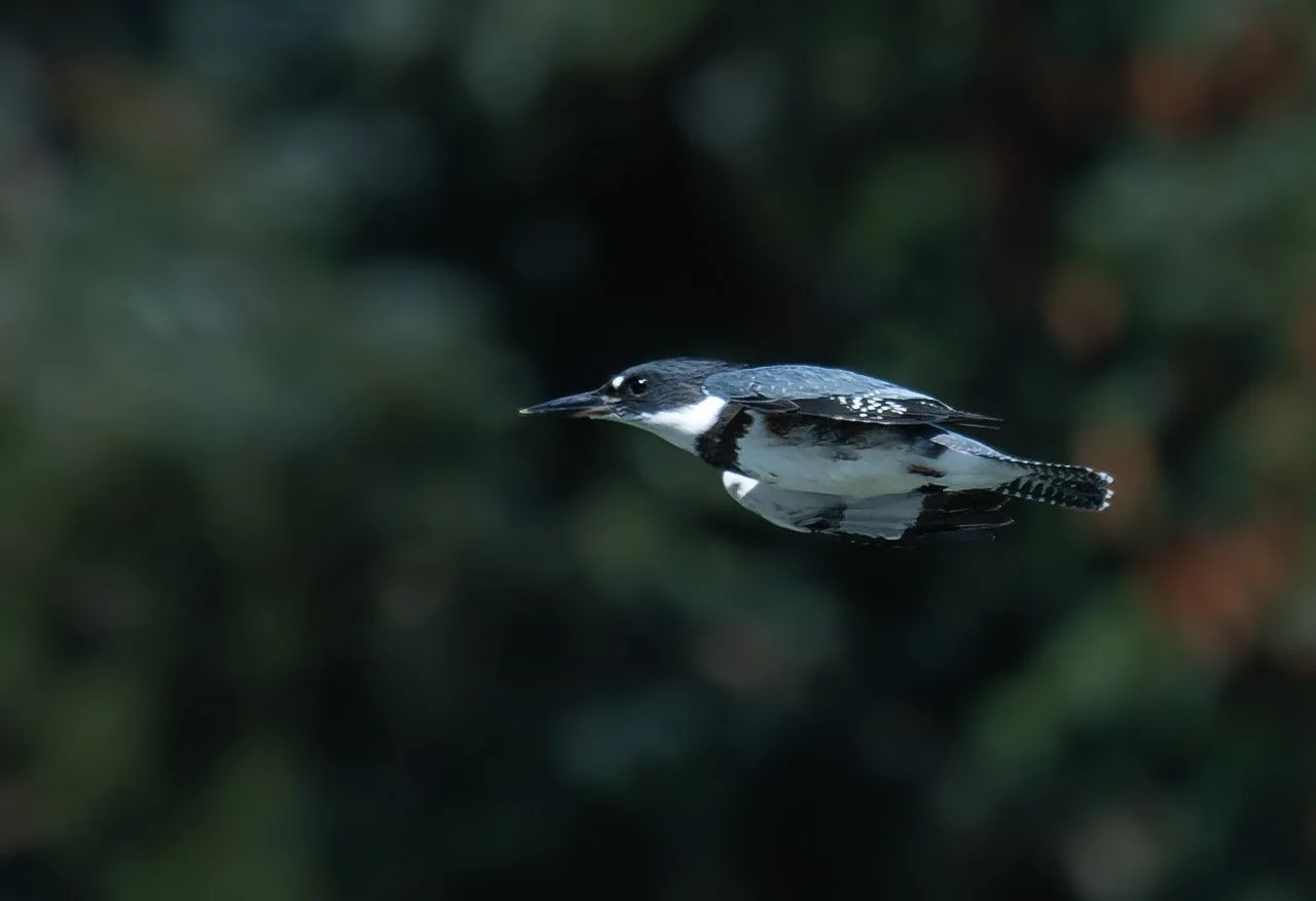 kingfisher-1.jpg
