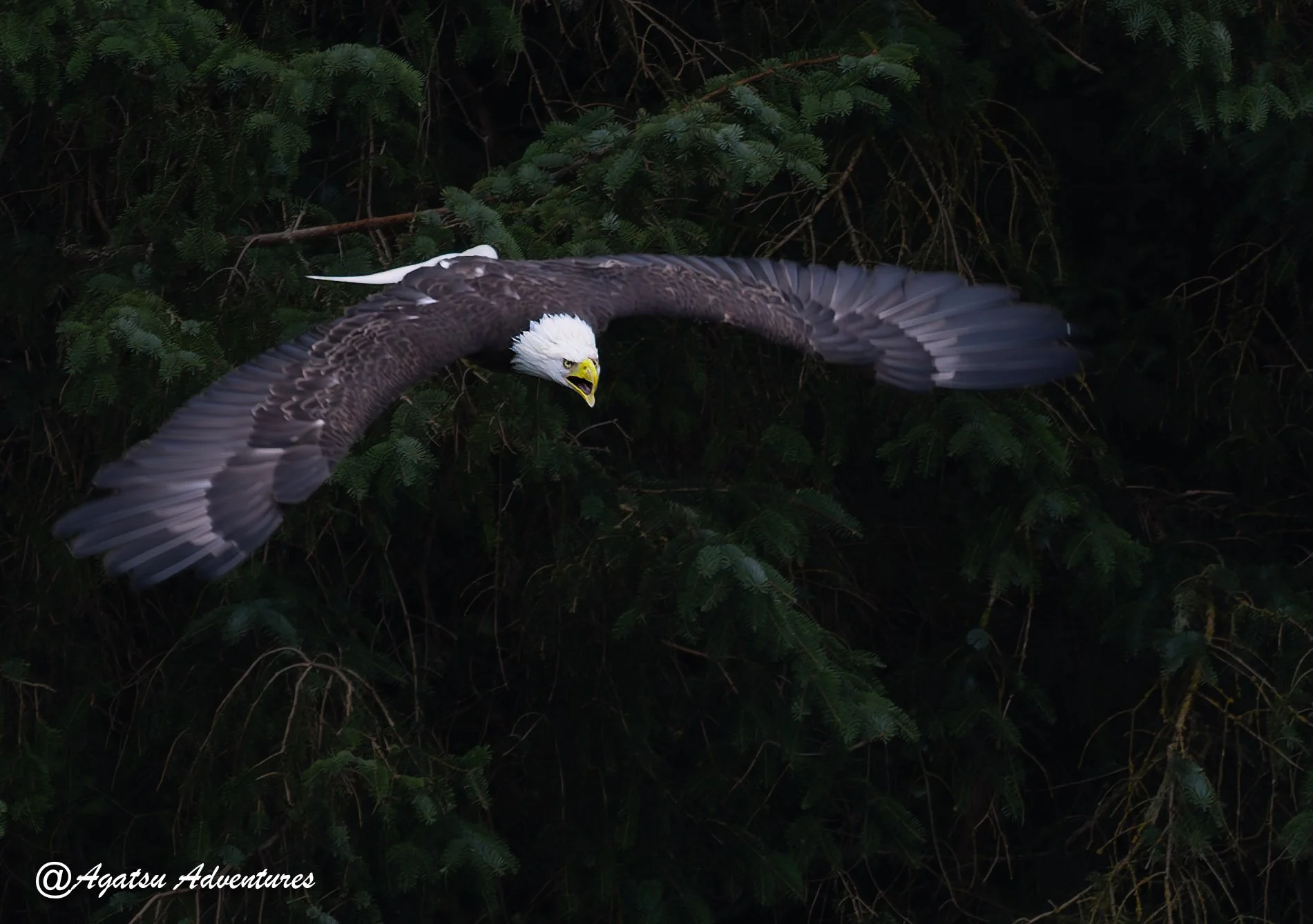 Bald Eagle swooping-1.jpg