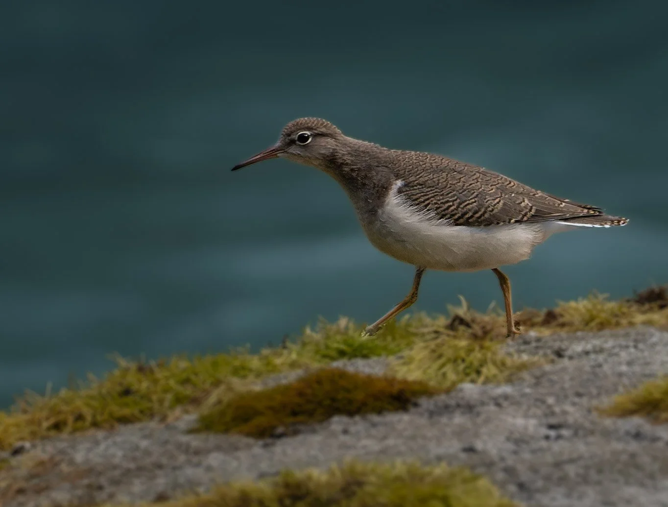 Plover hunting-1.jpg