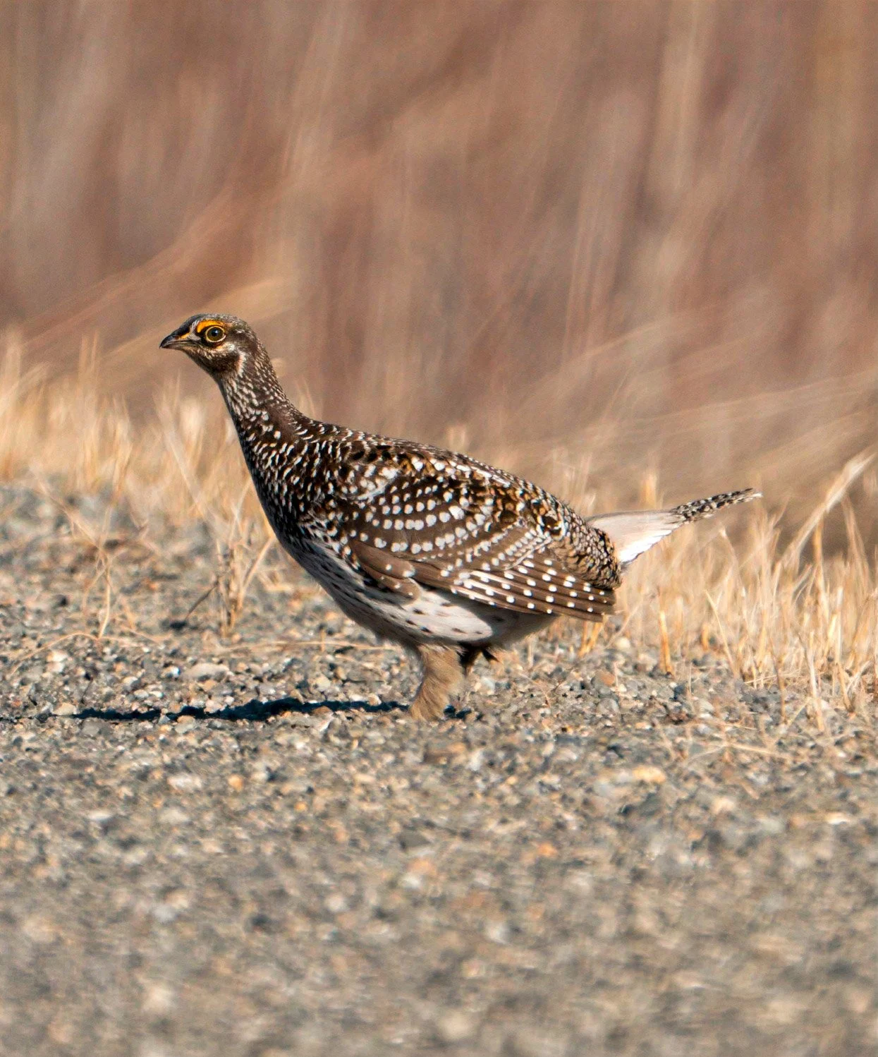 Spruce Grouse-1.jpg