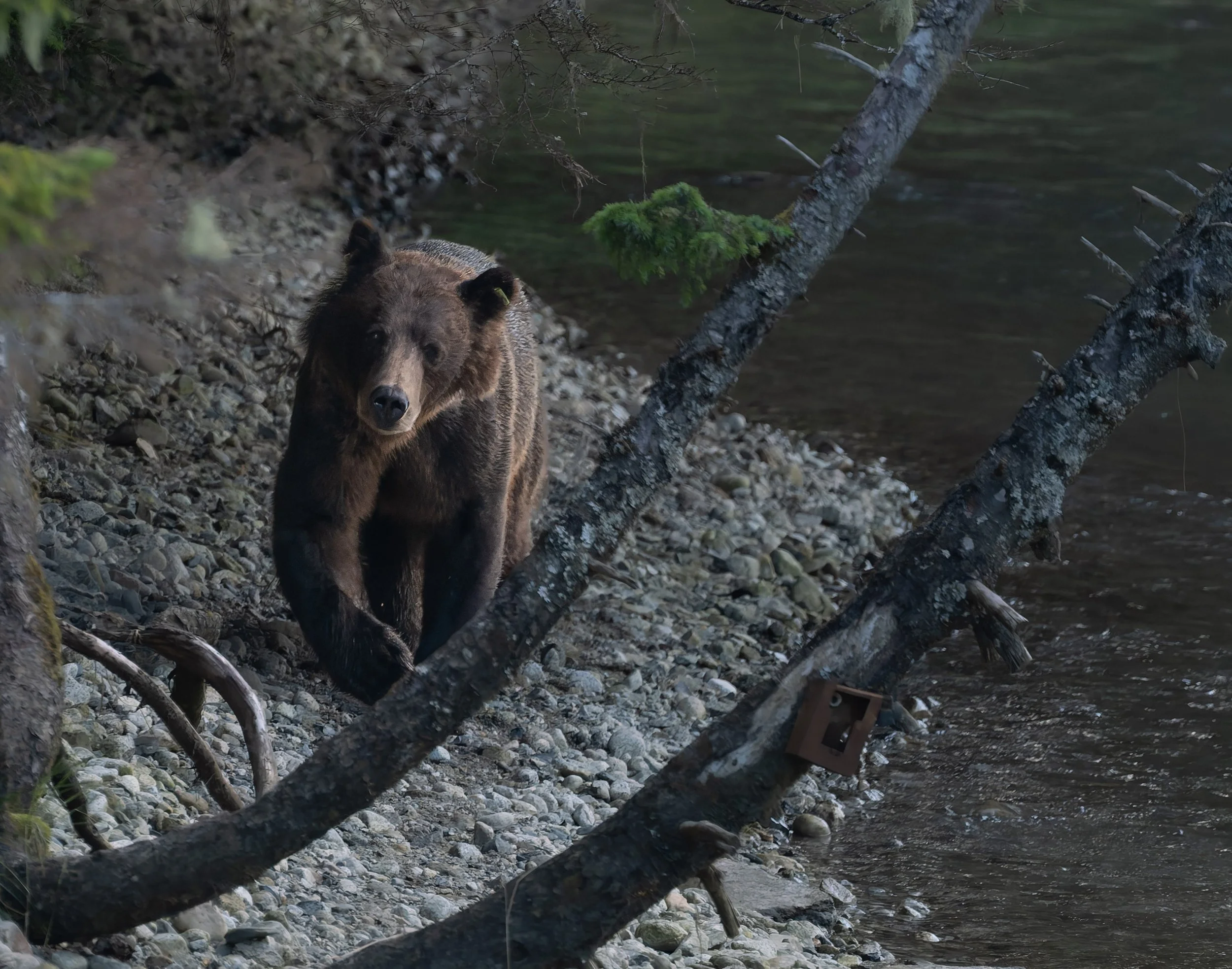 Grizzly in woods-1.jpg