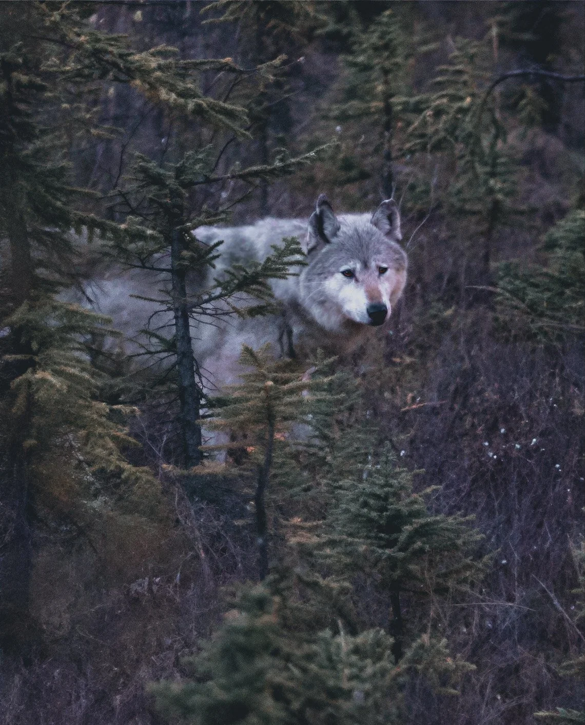 Wolf-1.jpg