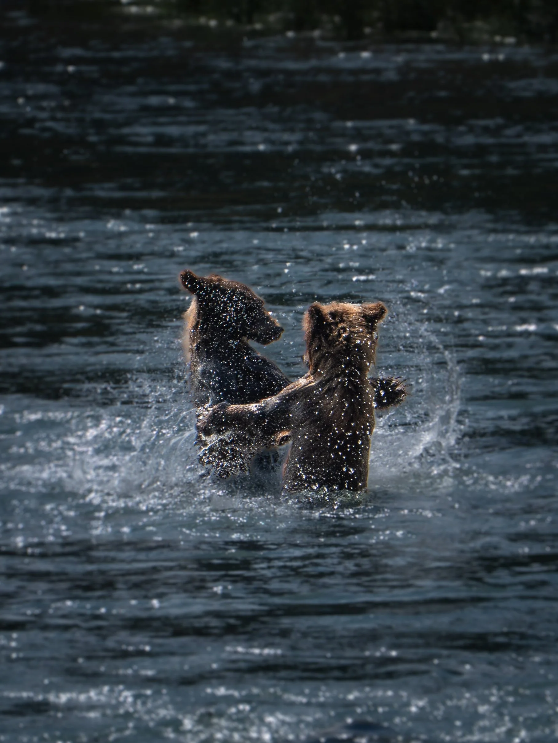 Cubs fighting-1.jpg