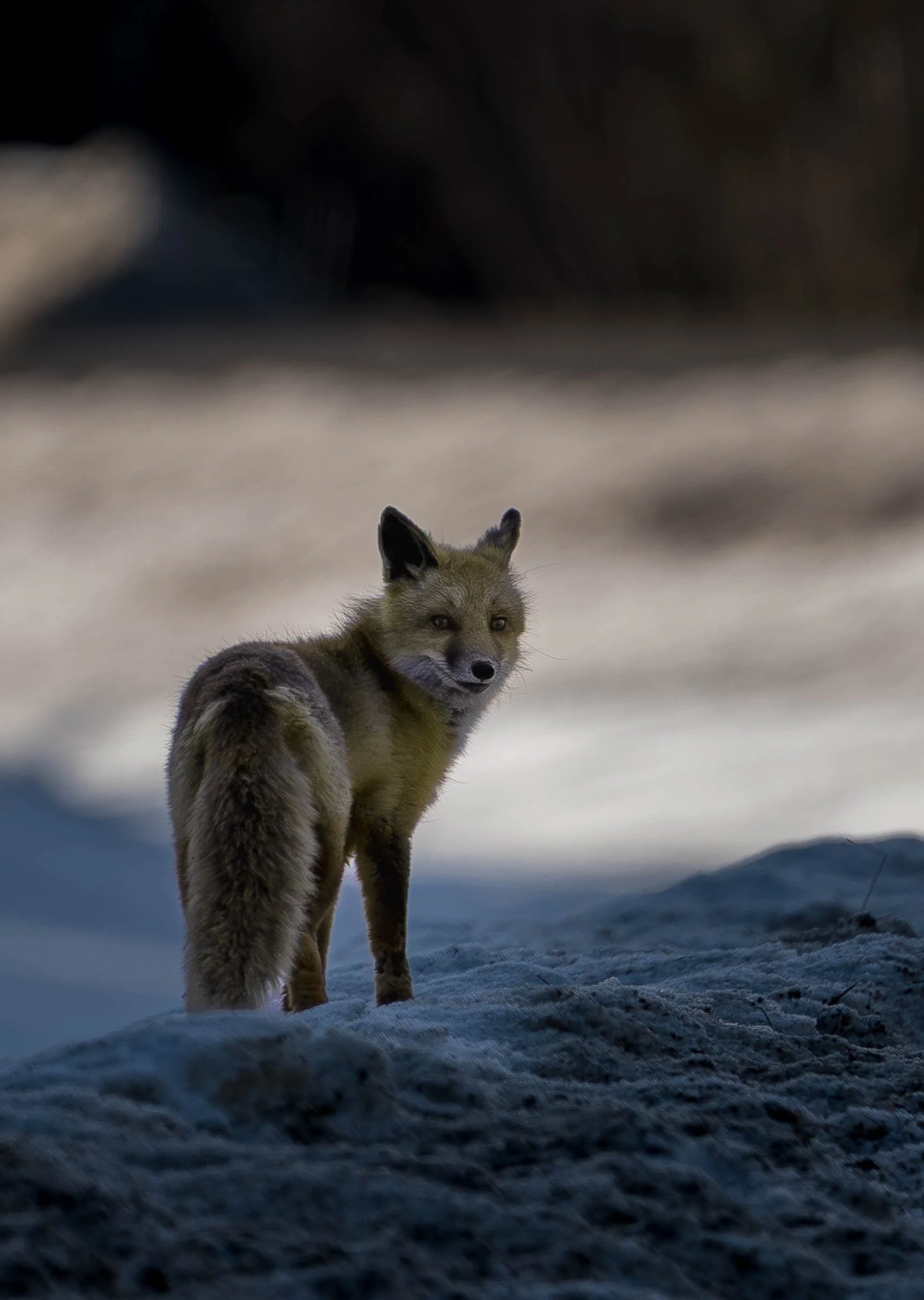 Red fox Alcan-1.jpg