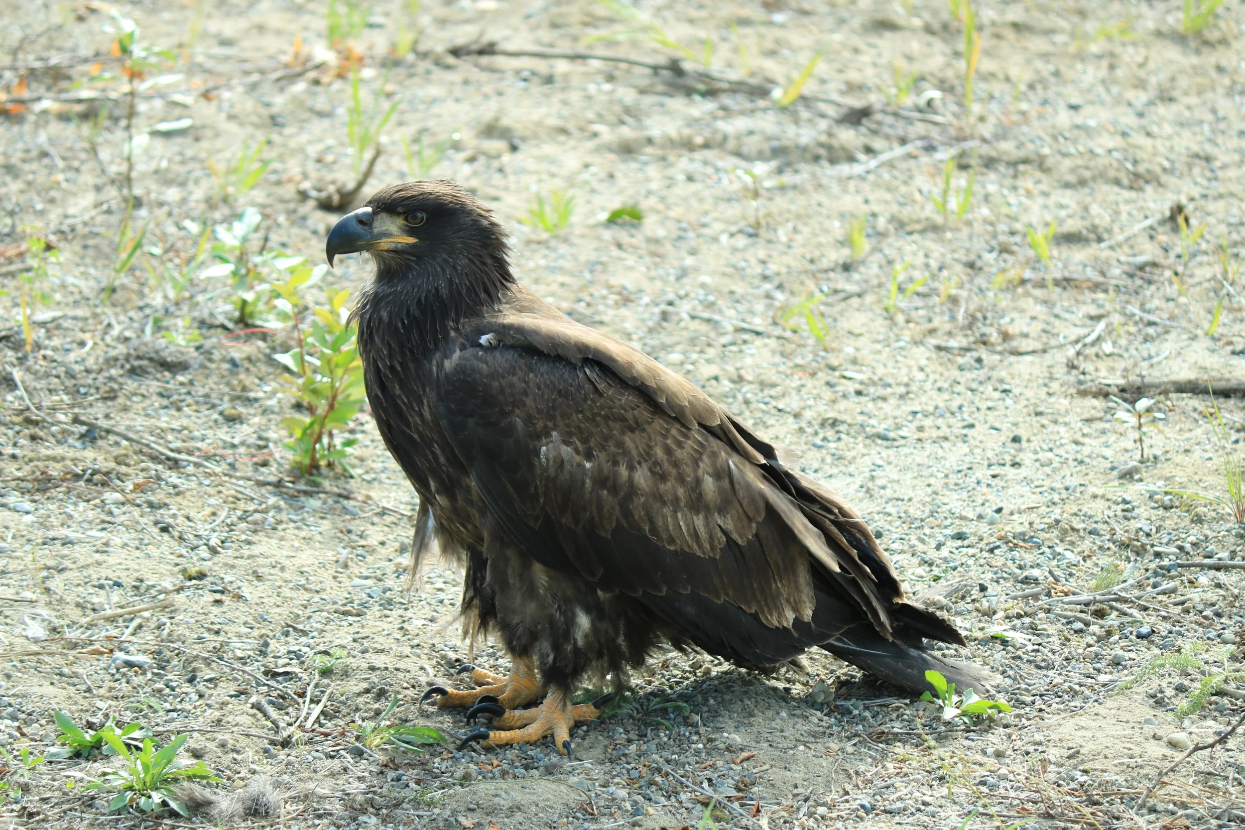 IMG_4466.JPG