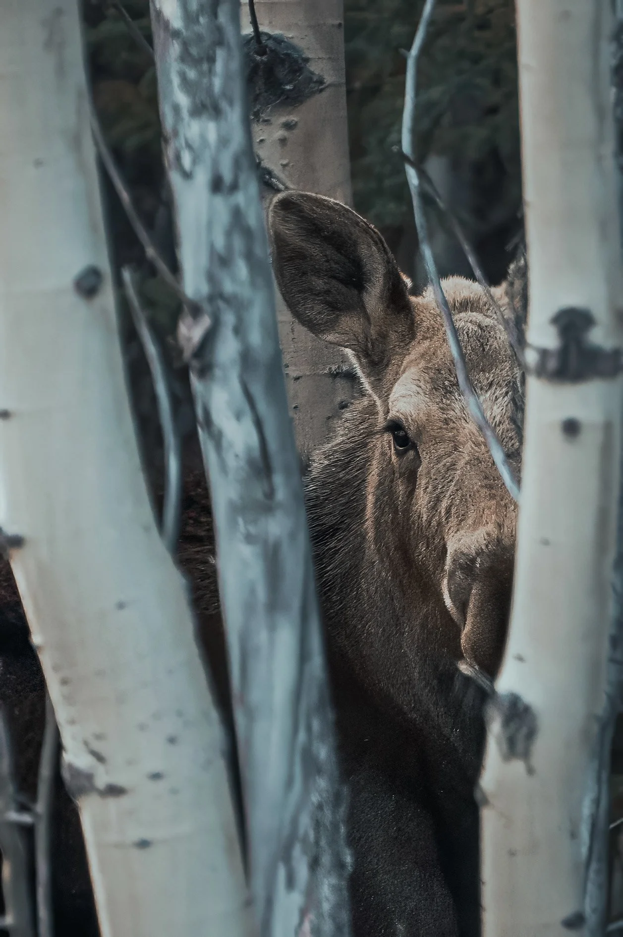 Moose face in trees-1.JPG
