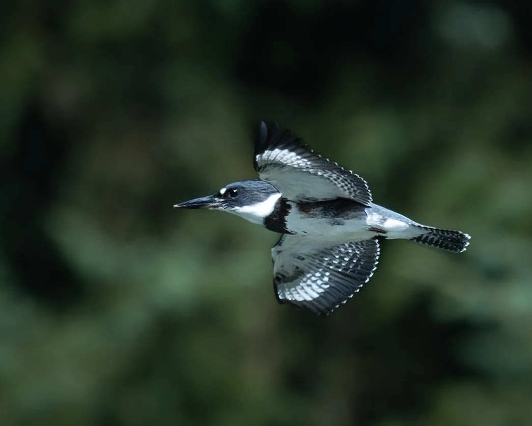 Kingfisher Flying-1.jpg