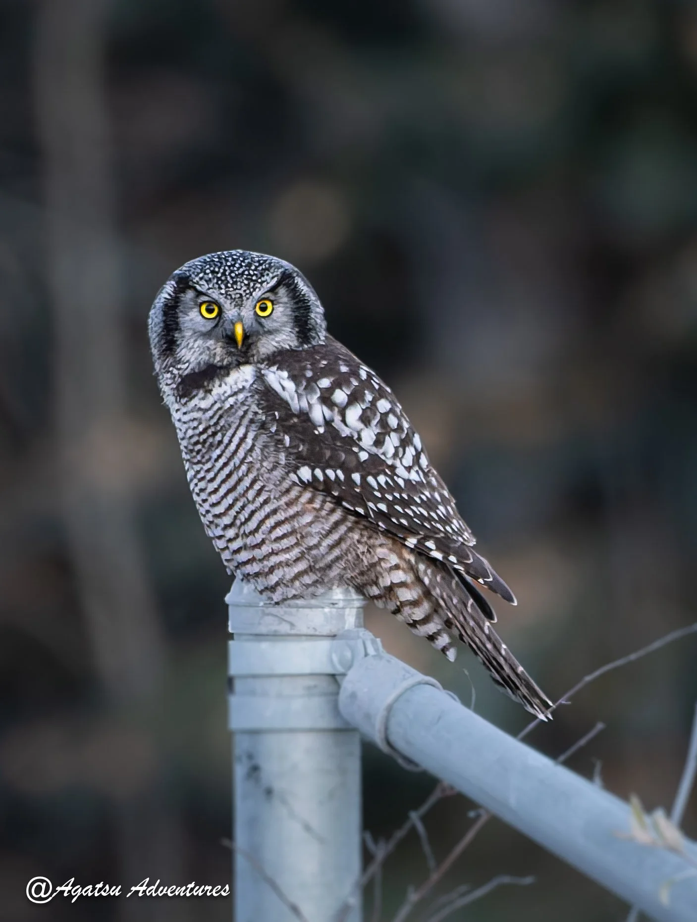 Northern Hawk Owl Oct 3 2026-1.JPG