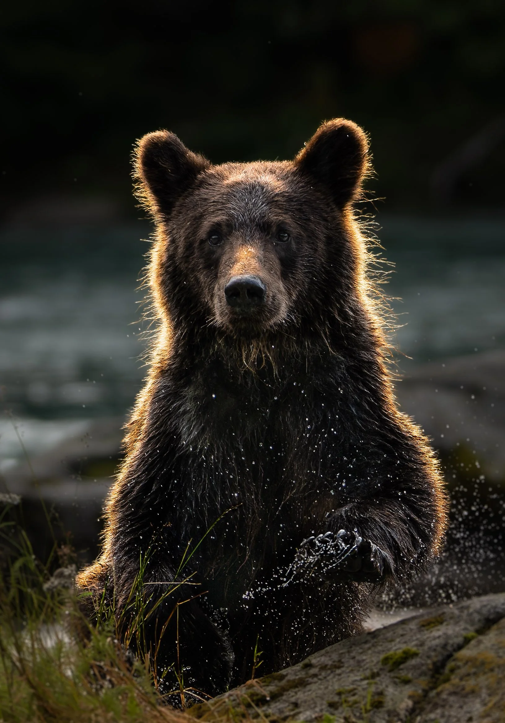 Cub with sun behind-1.jpg