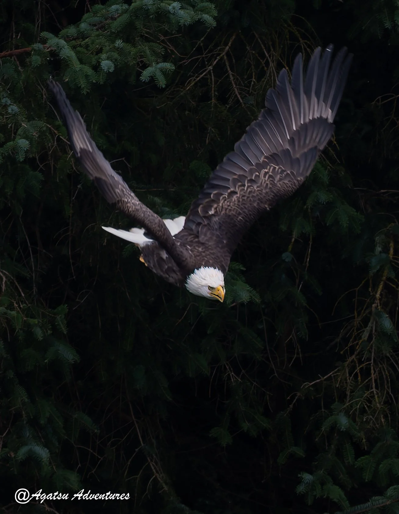 Bald Eagle swooping 2-1.jpg