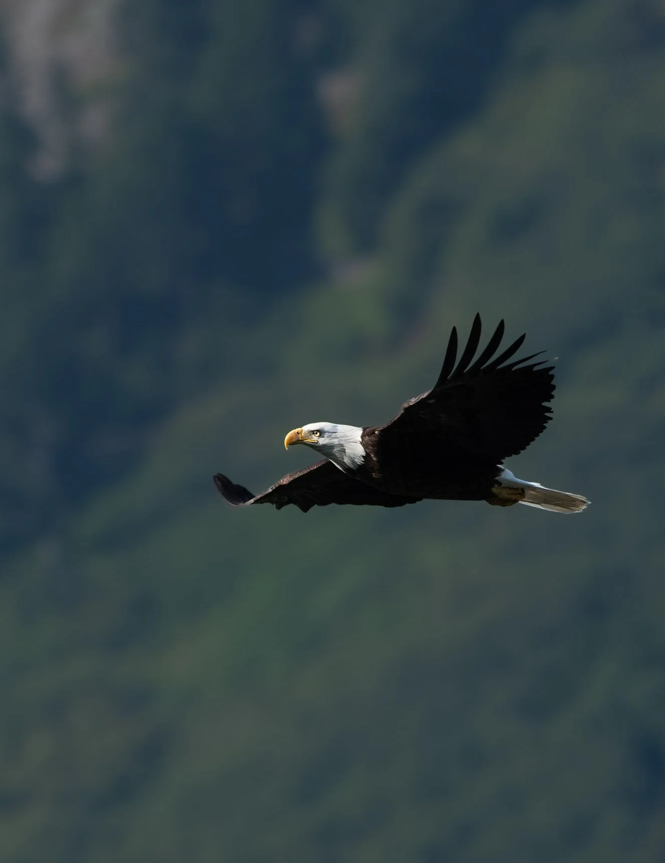Eagle in flight-1.jpg