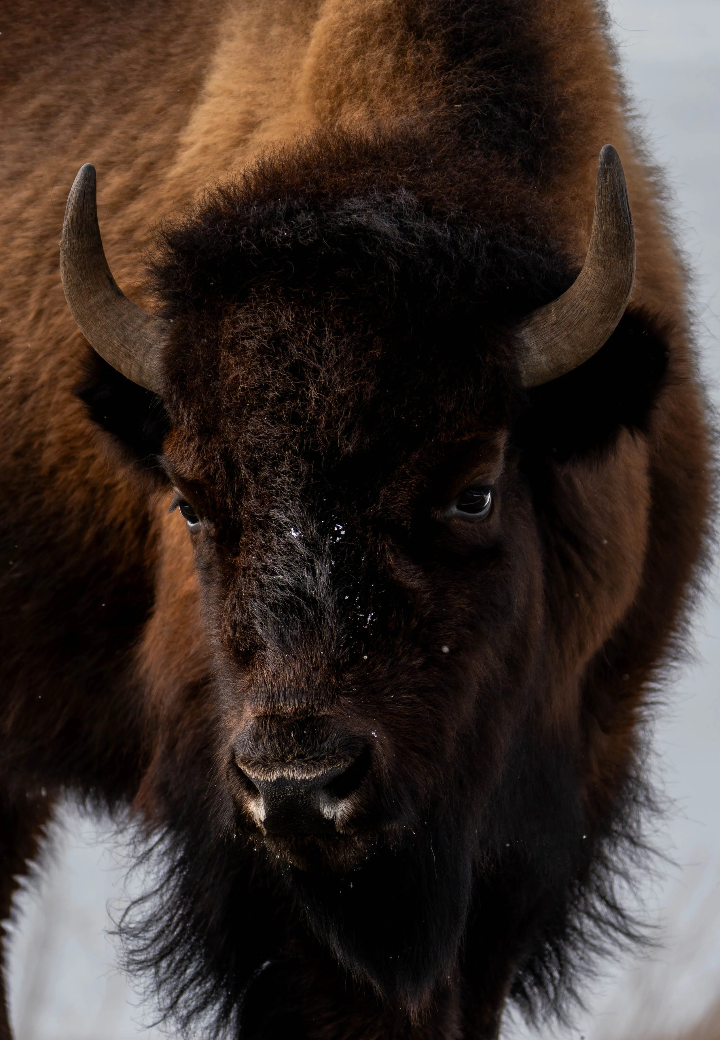 Bison 2-1.jpg