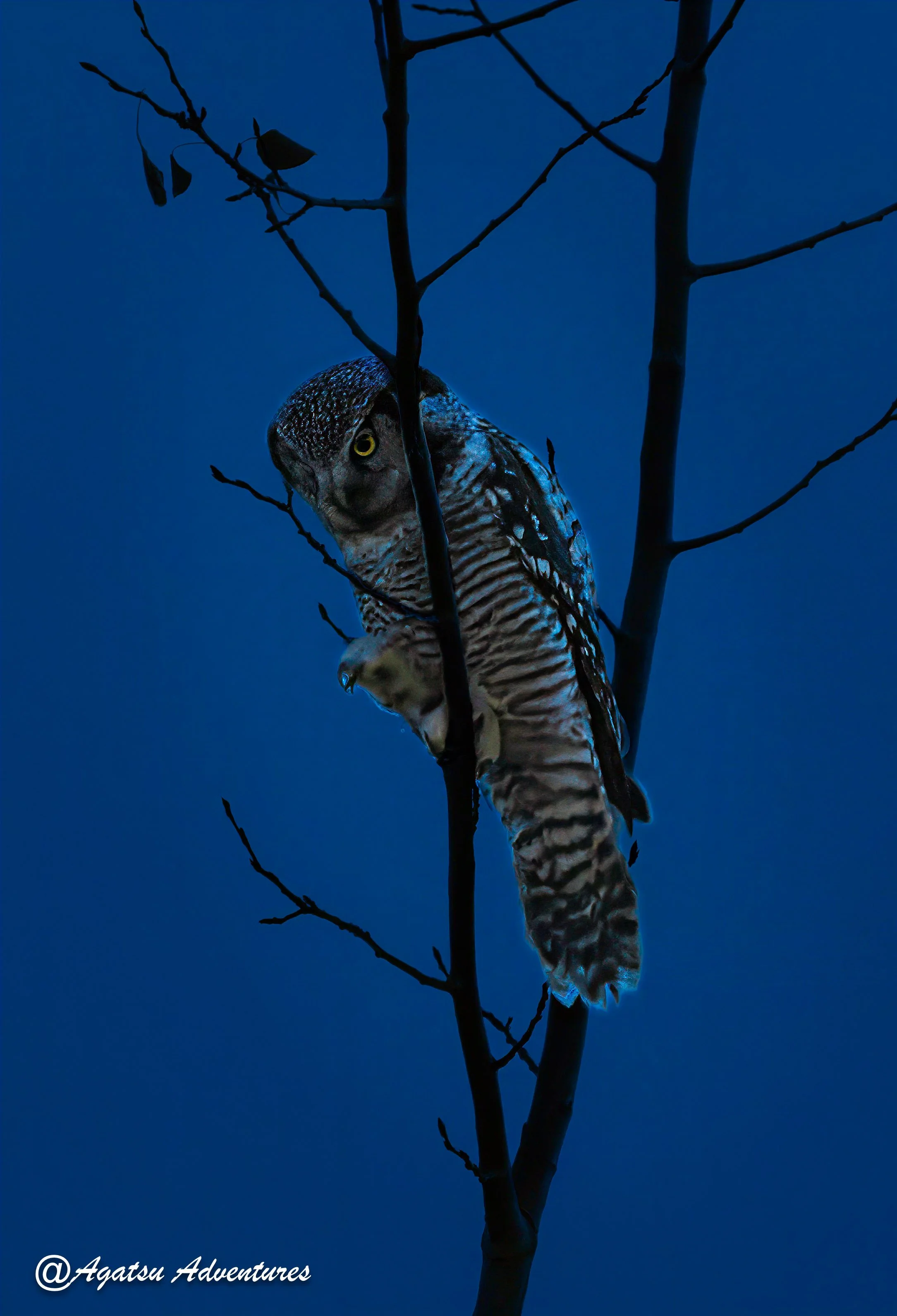 Northern Hawk Owl 3-1.jpg