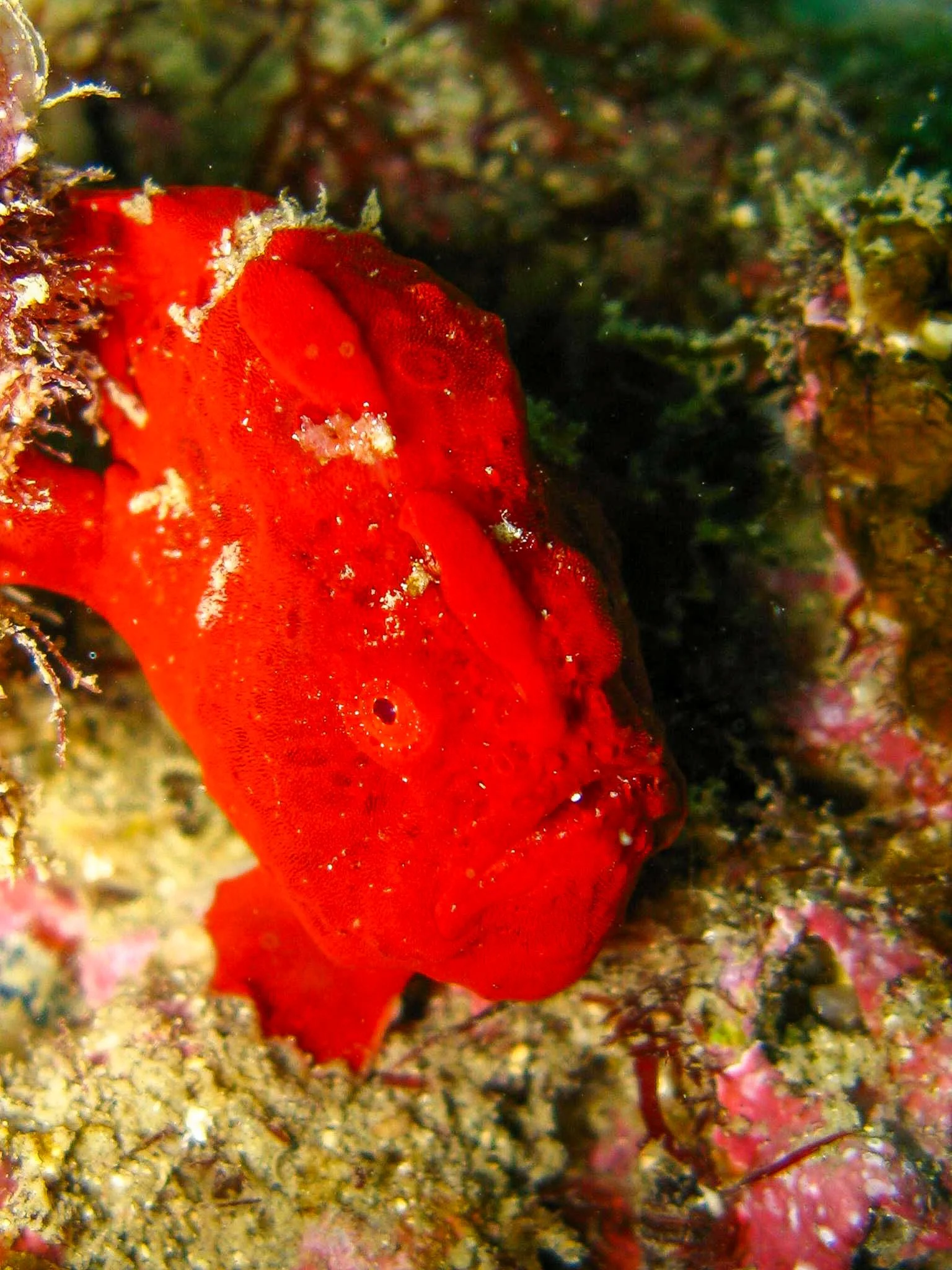 Frogfish.jpg