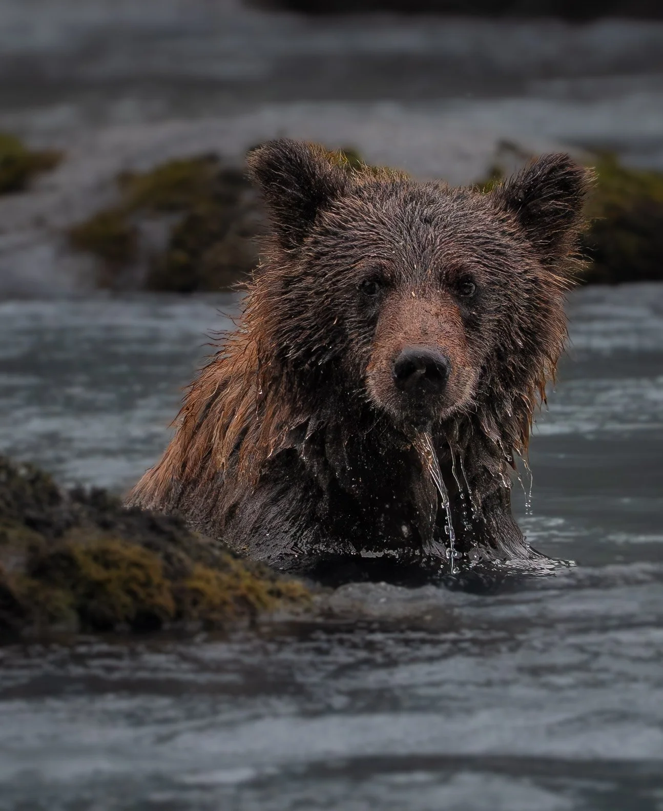 Cub in Water-1.jpg