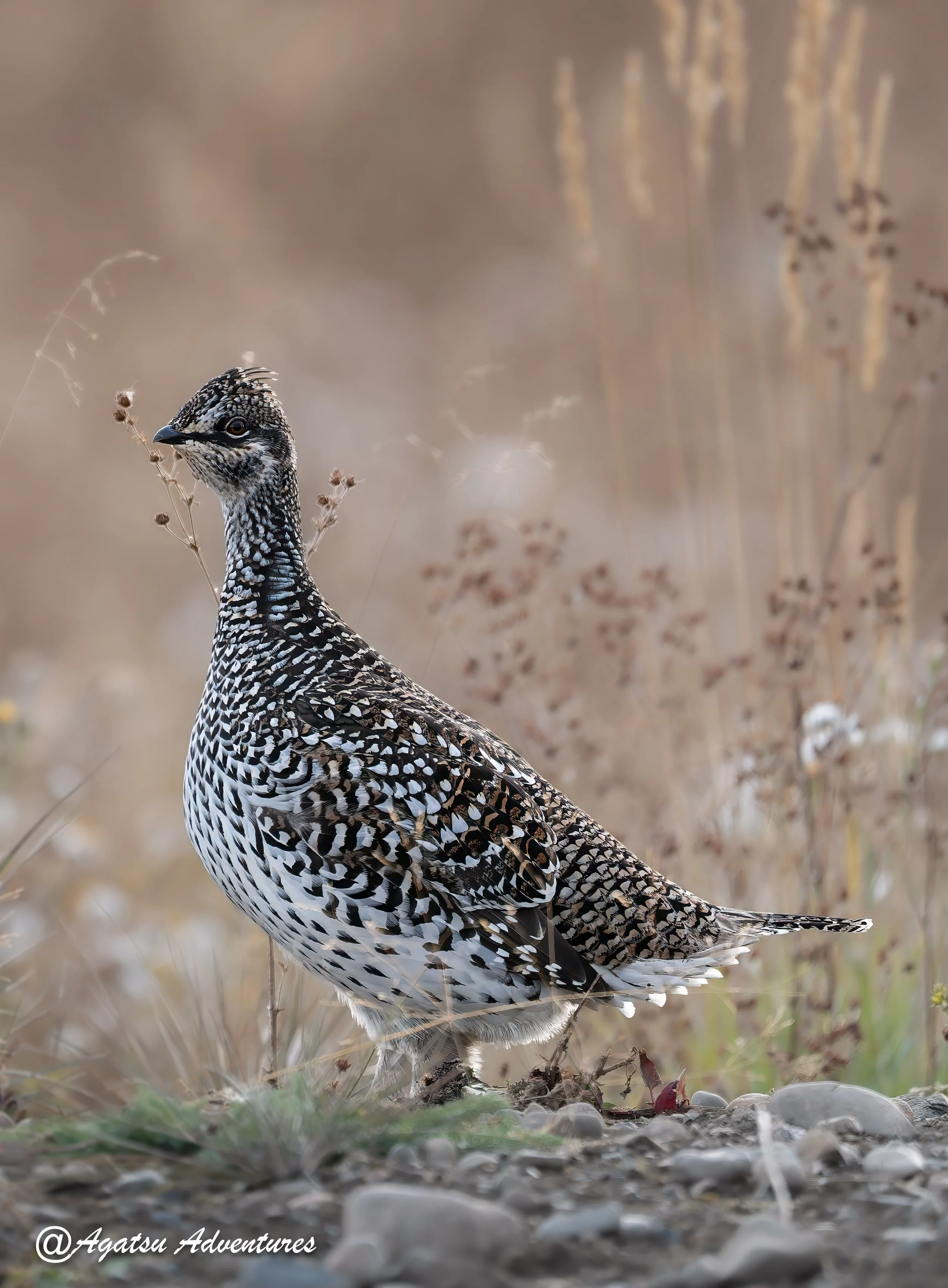 Roughed grouse-1.jpg