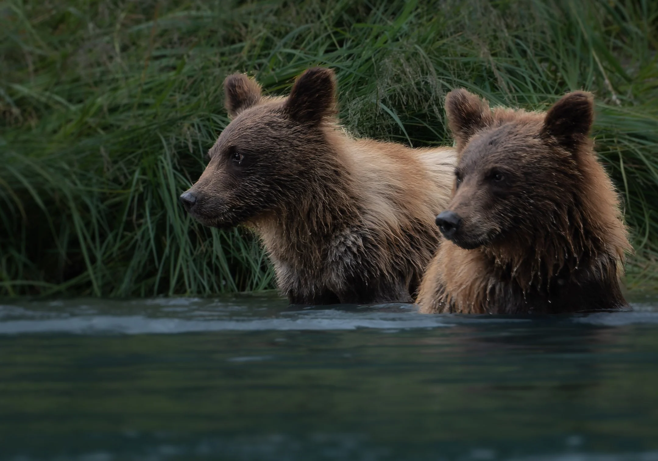 Cubs looking away-1.jpg