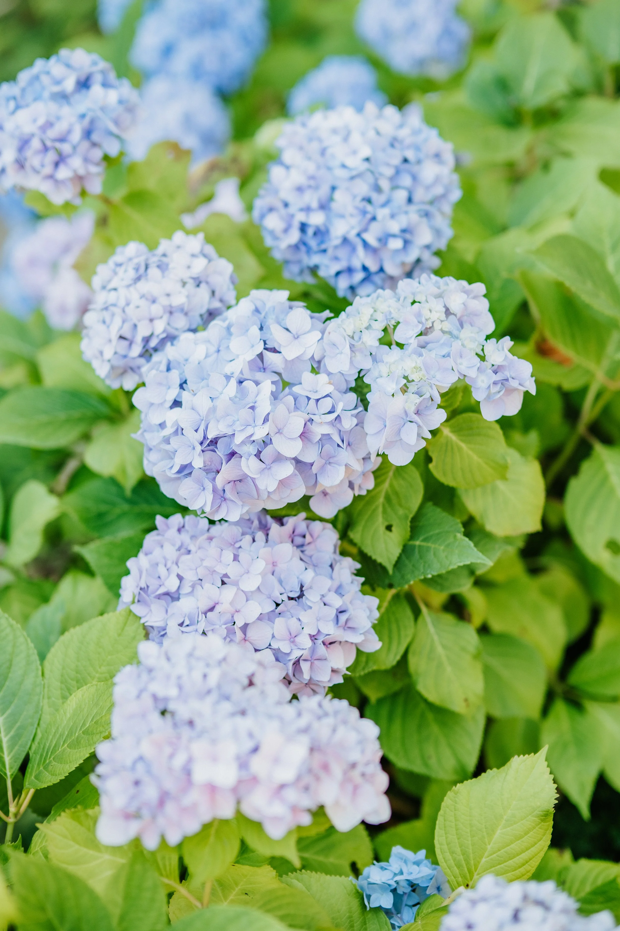Blue and purple Hydrangeas 