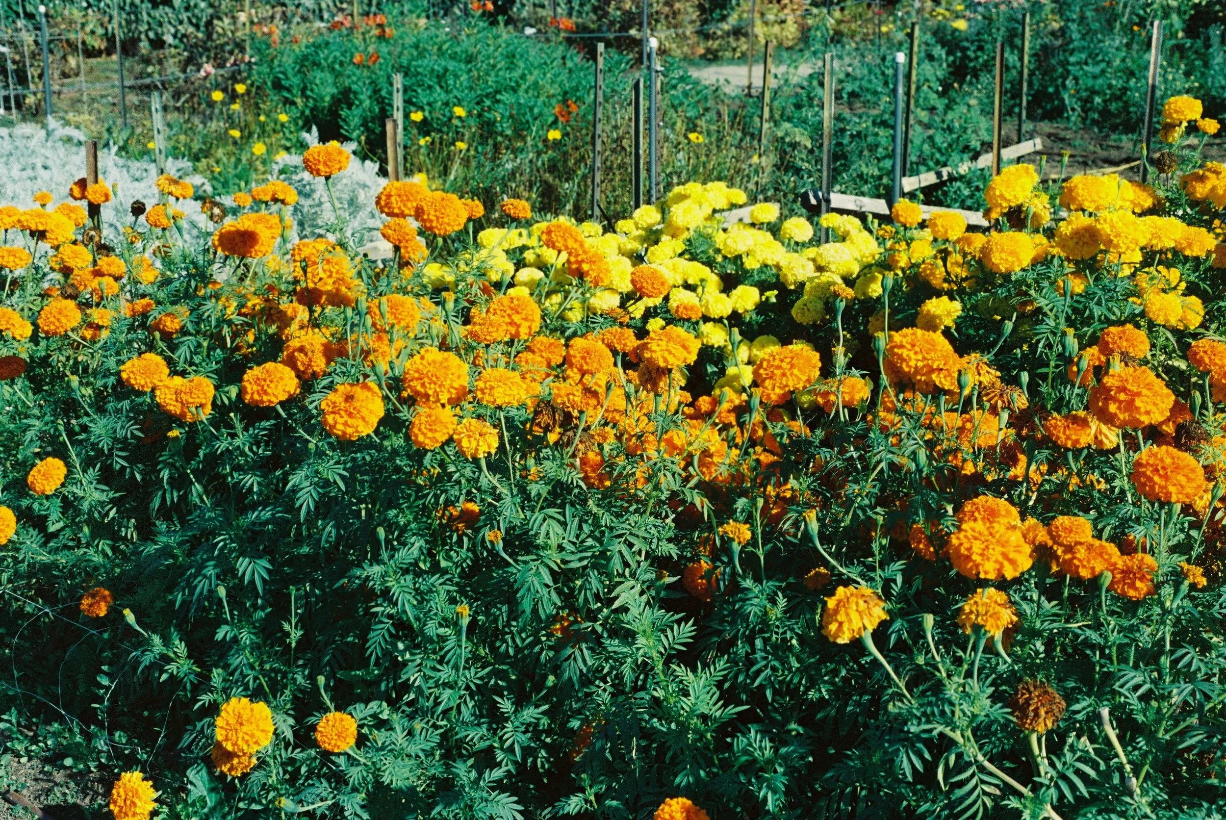 Cempasúchil, an Ancestral Flower