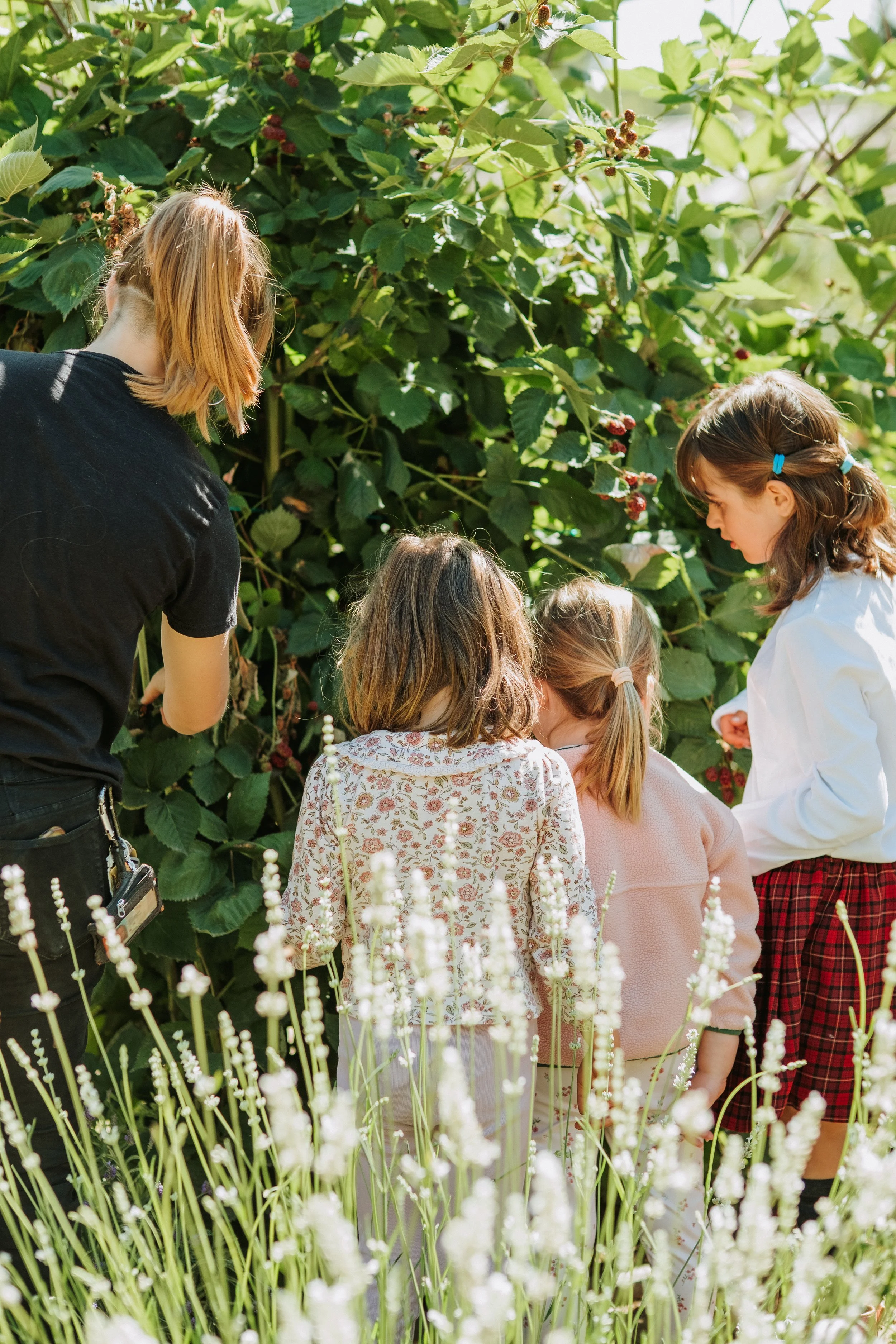 Harvesting raspberries from the Rubus Bed