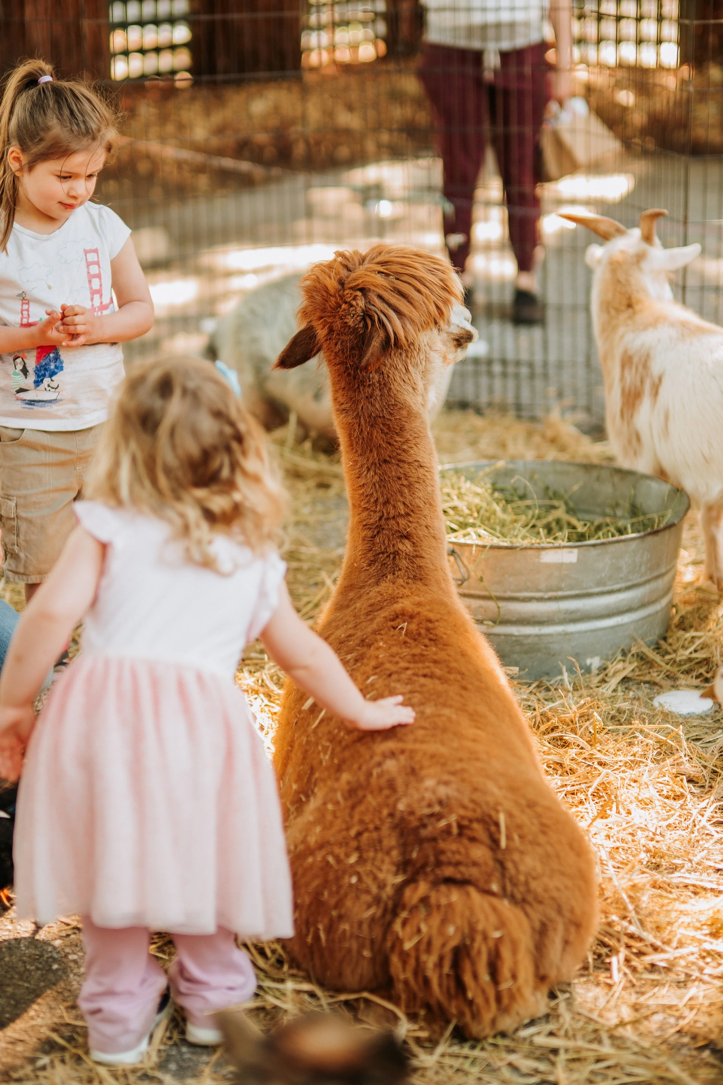 Petting zoo pop-up for Easter