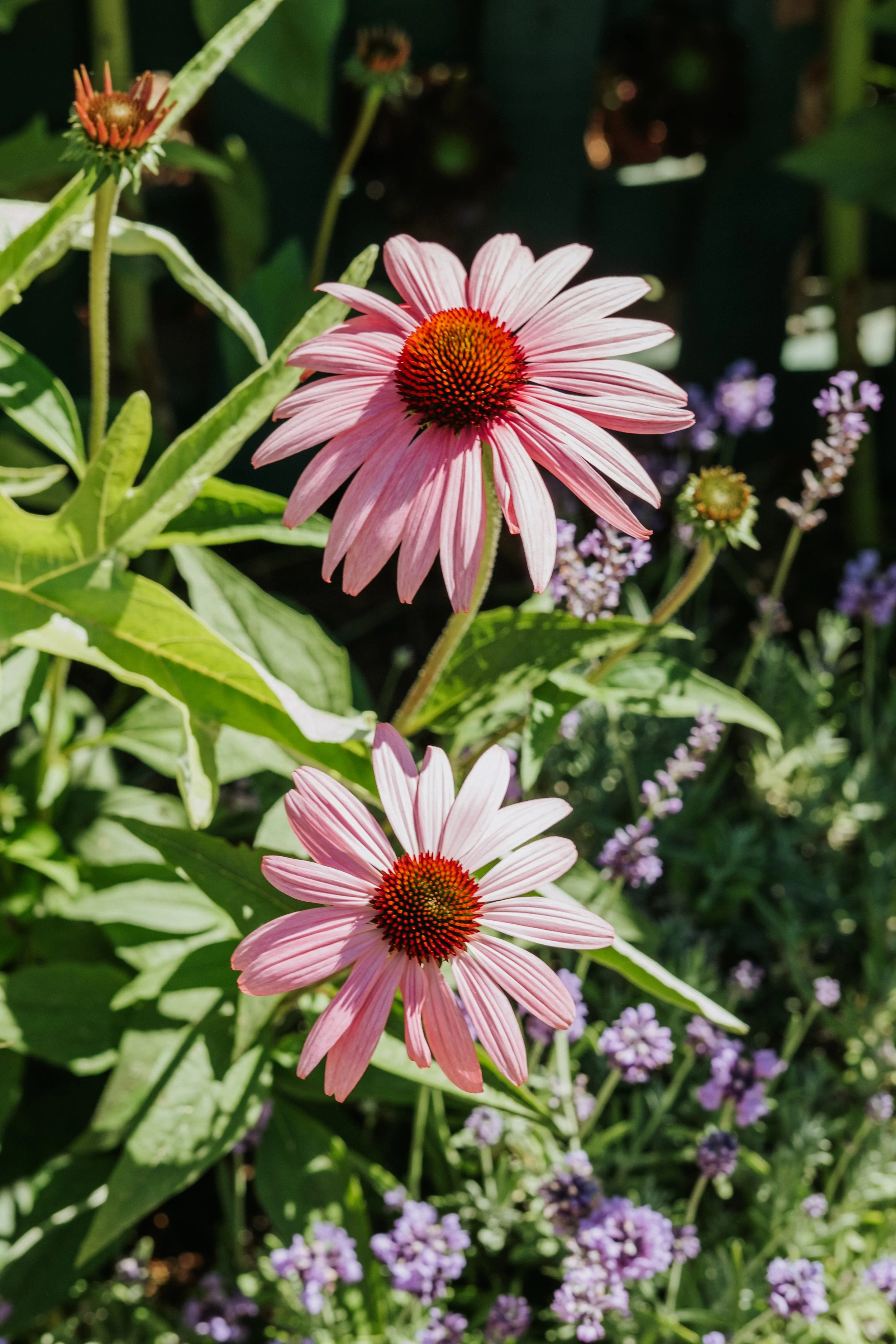 Echinacea purpurea blossoming amongst Lavender