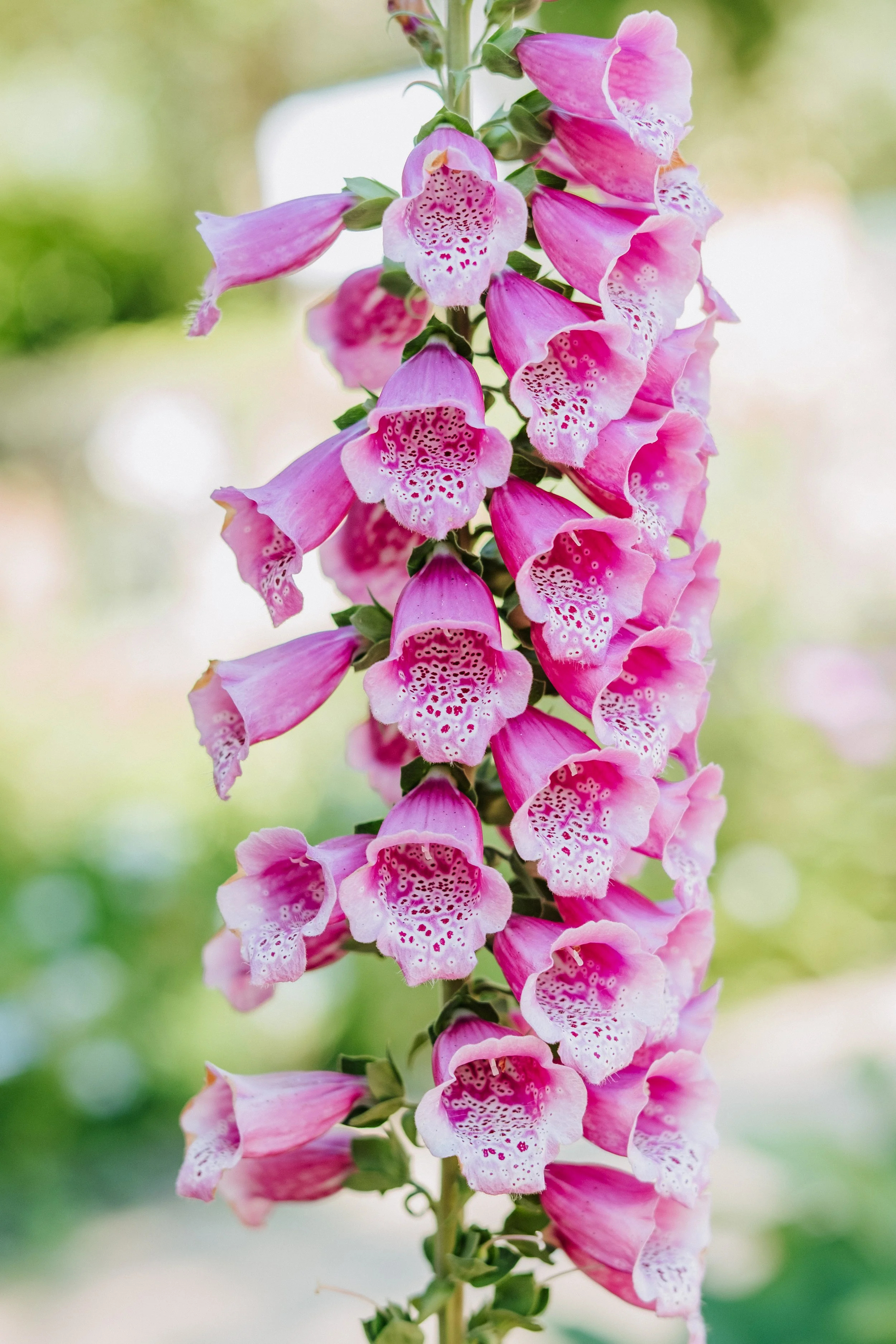 June blooms: Snapdragons