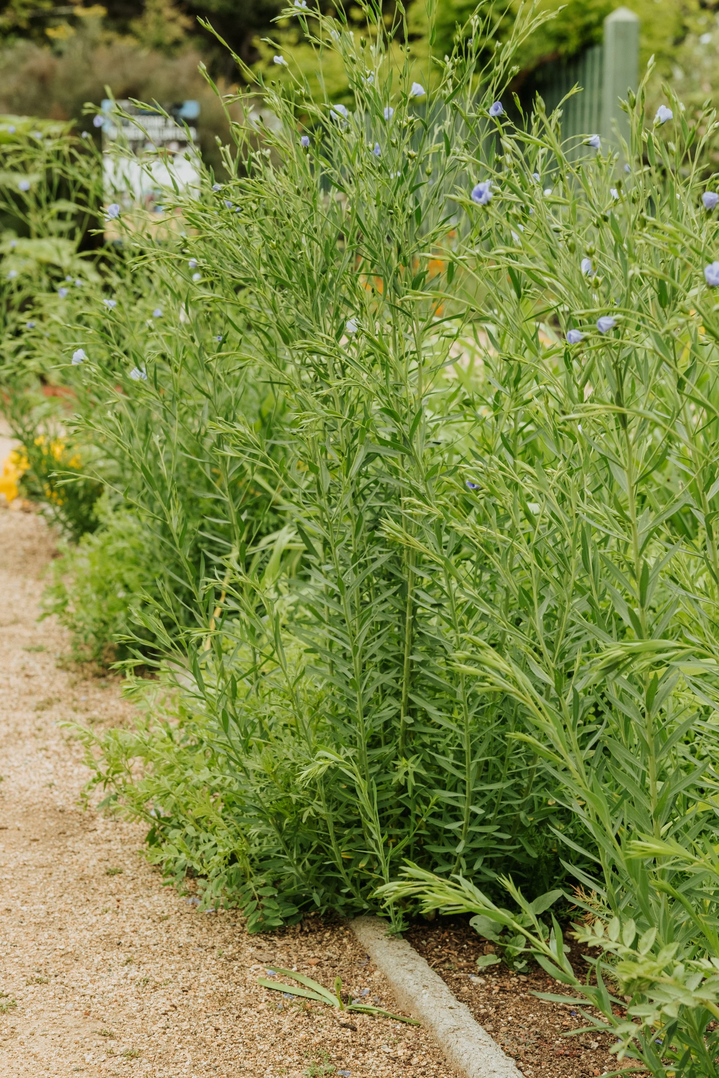 The Fertile Crescent Bed featuring wheat, barley, and rye