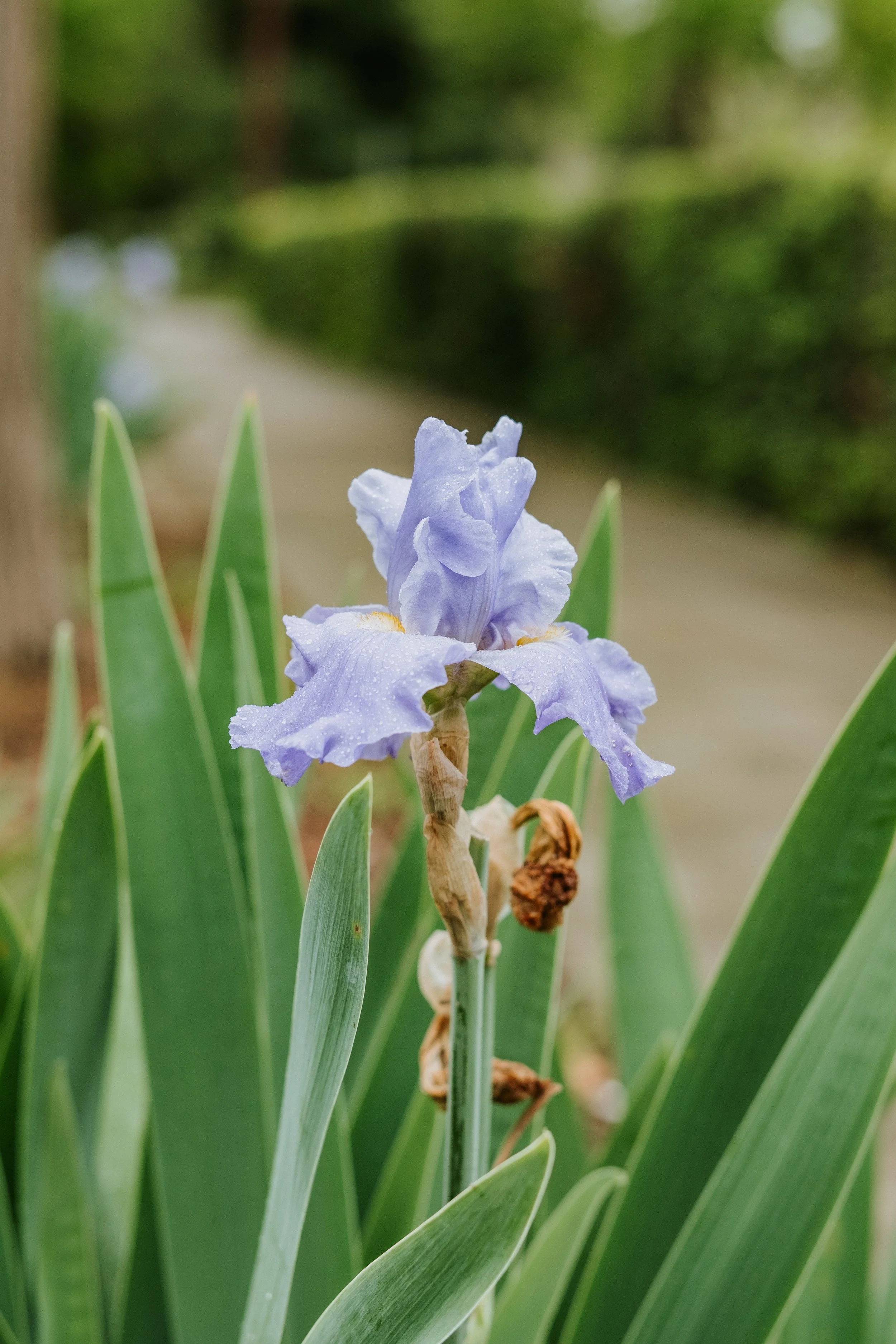 purple iris flower with raindrops