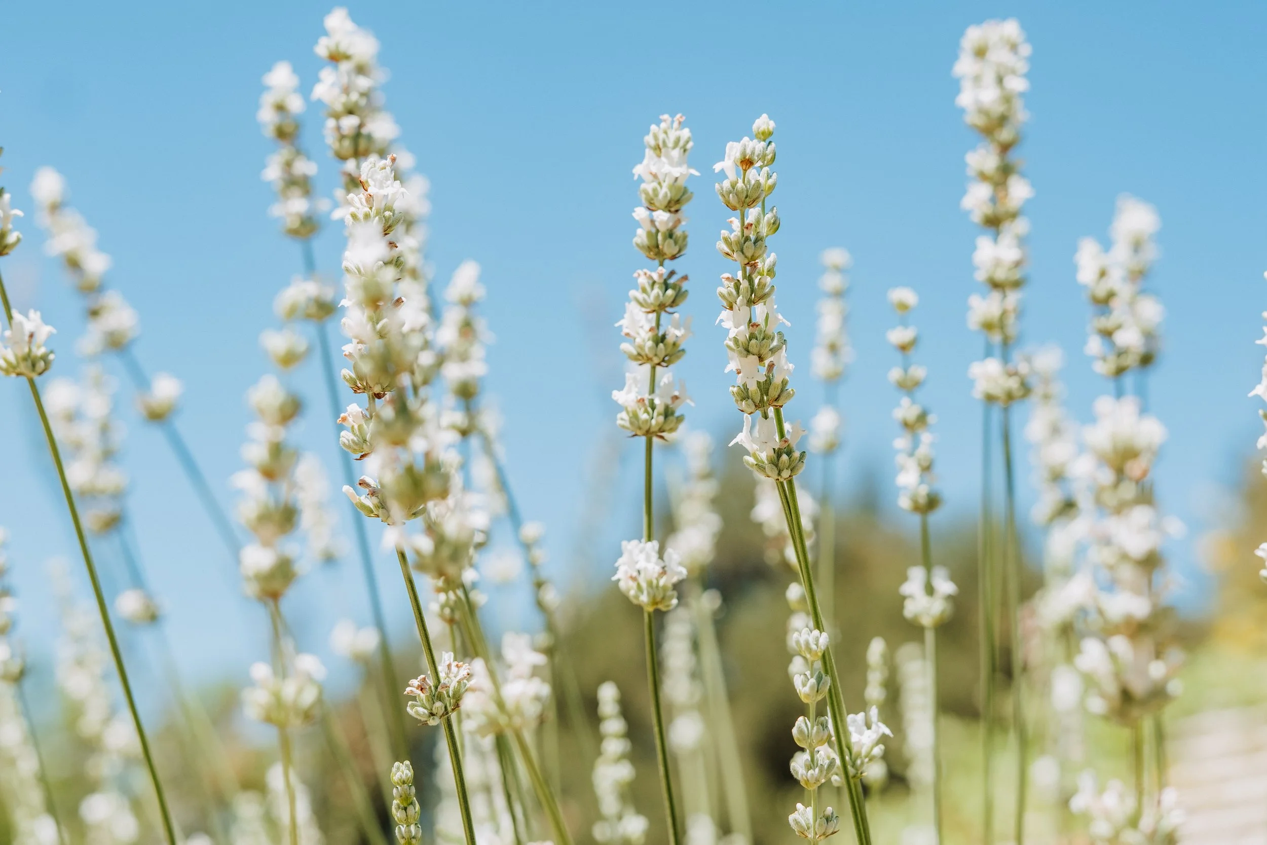 White Lavender