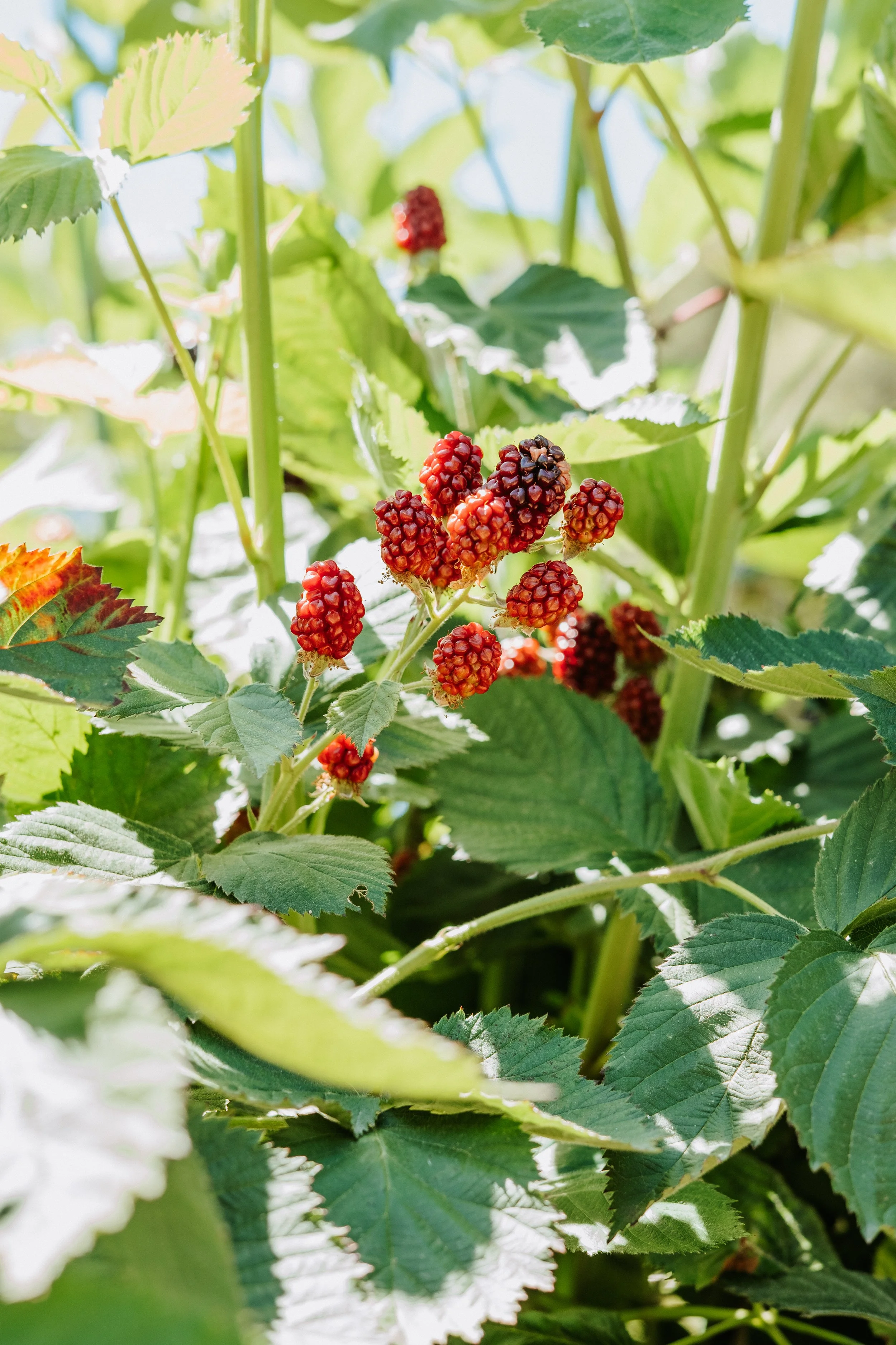 Ripening Blackberries in the Rubus garden bed