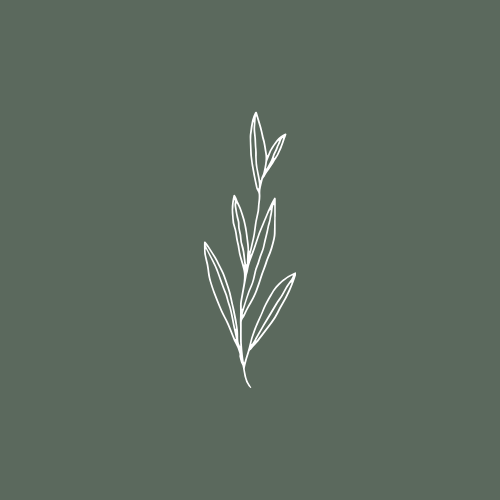 Minimalist line drawing of a plant with leaves on a gray background.