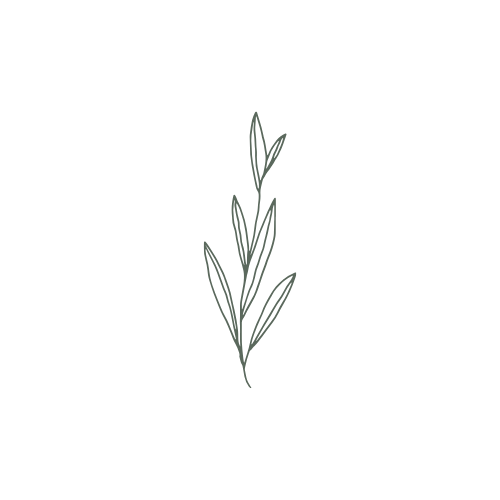 Minimalist line drawing of a leafy branch on a white background.
