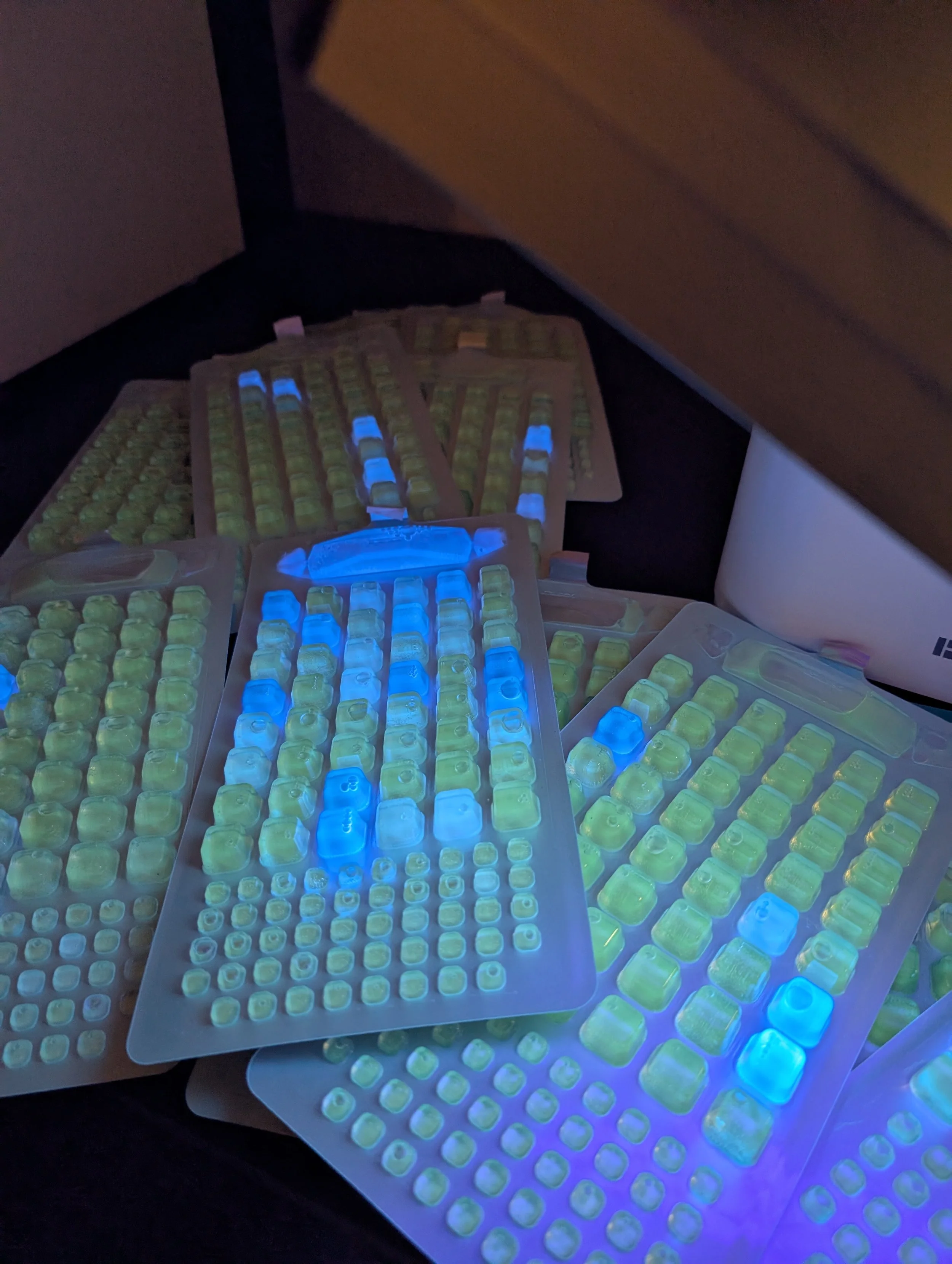 BWTF x SIPS: A Collaborative Effort to Understand Bacteria in the Saanich Inlet