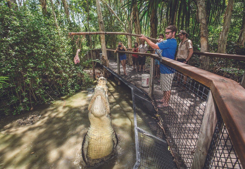Hartleys-Big-Croc-Feed-Port-Douglas.jpeg