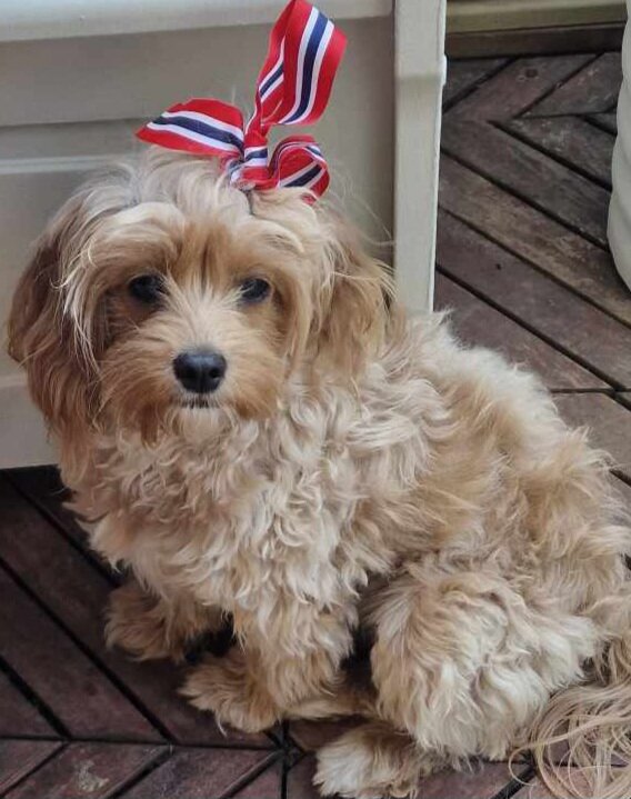 Cockapoo Oppdrett: Din Guide til Friske og Glade Valper () Cockapoo Oppdrett: Din Guide til Friske og Glade Valper
