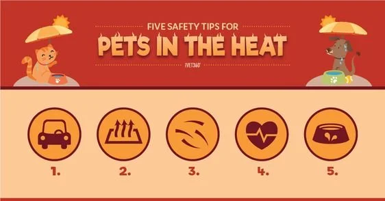 pet-safety-tips
