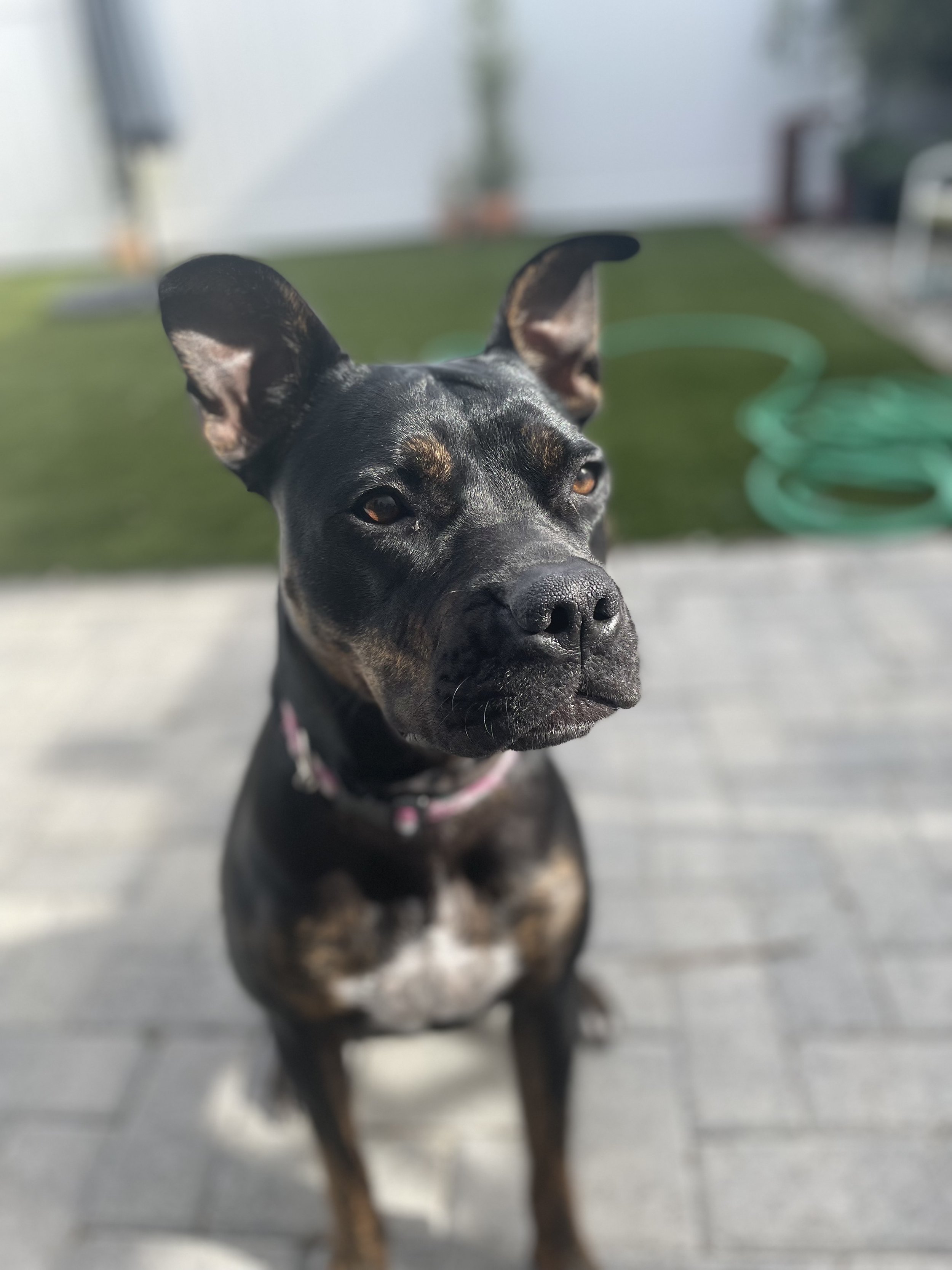 dog walking los angeles