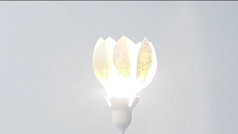 Blooming gif.gif