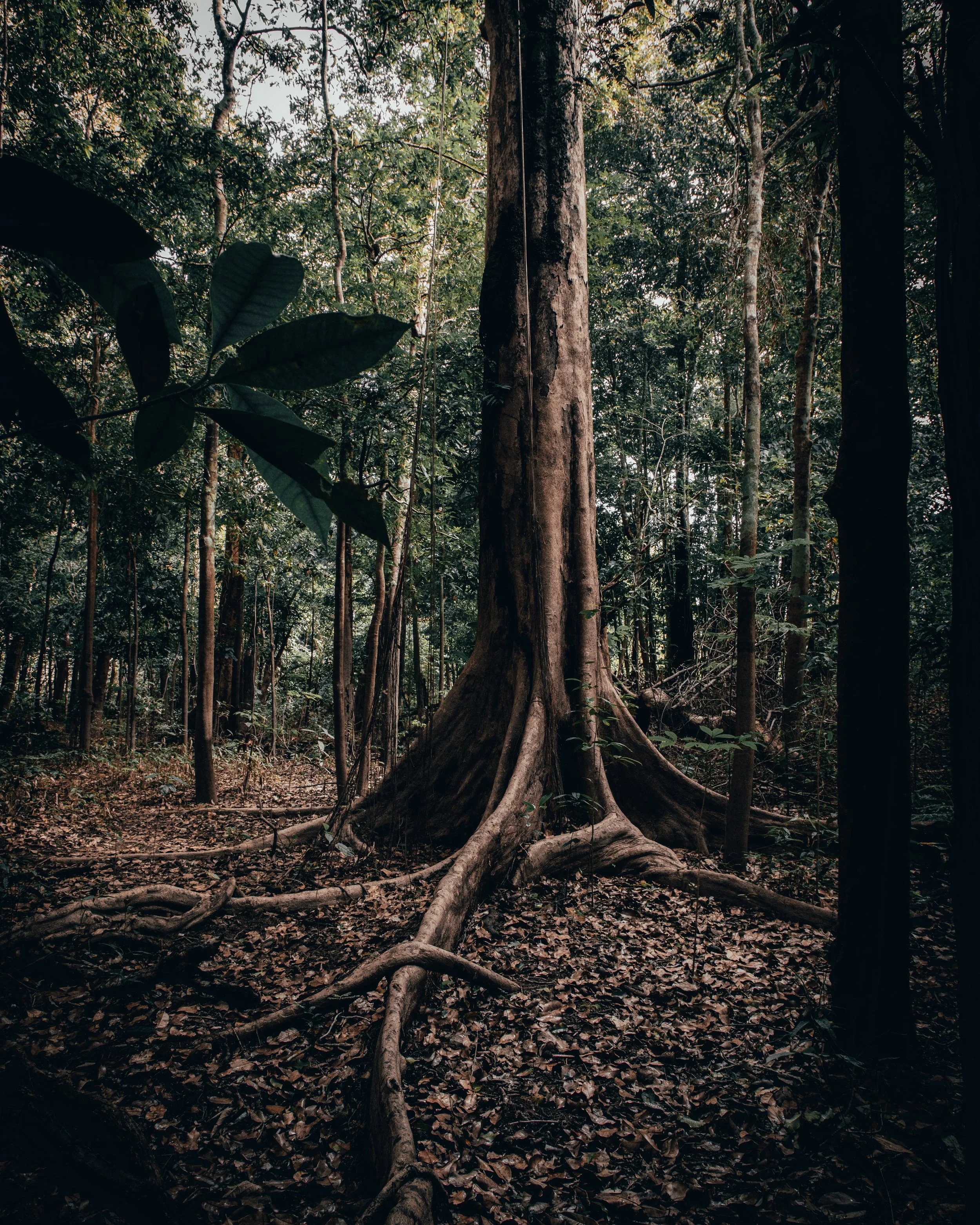 vinicius-low-A62nYytlz8M-unsplash.jpg