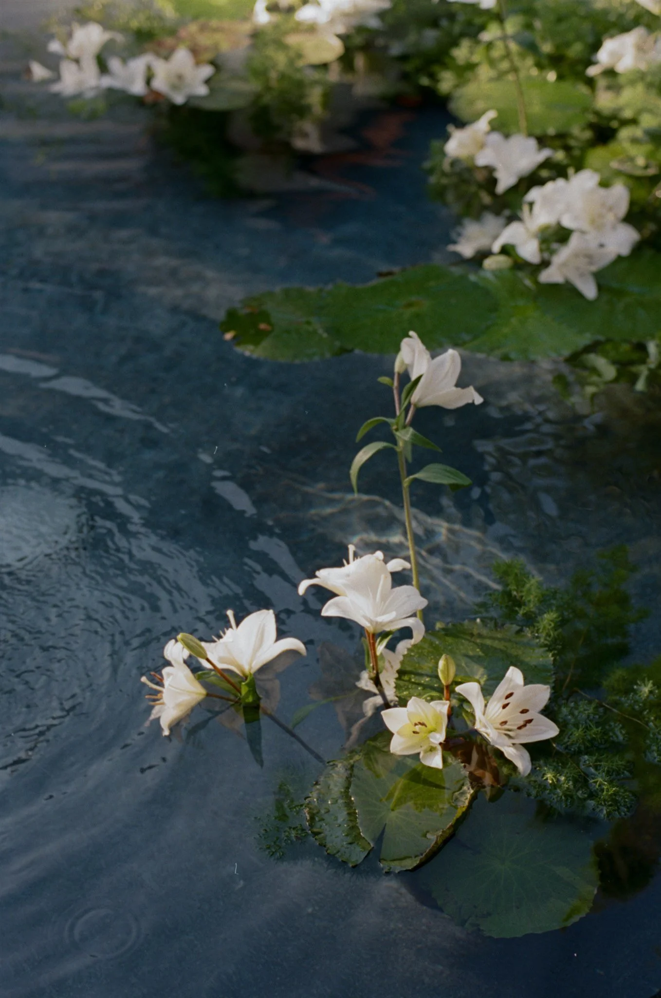 AshleyPurple_JacksonWed_251115_Lilypond_35_17.jpg