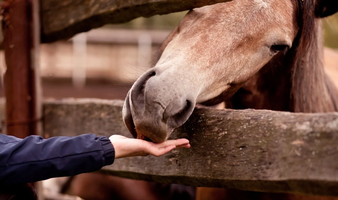Horse Therapy Helps Veterans Overcome Trauma